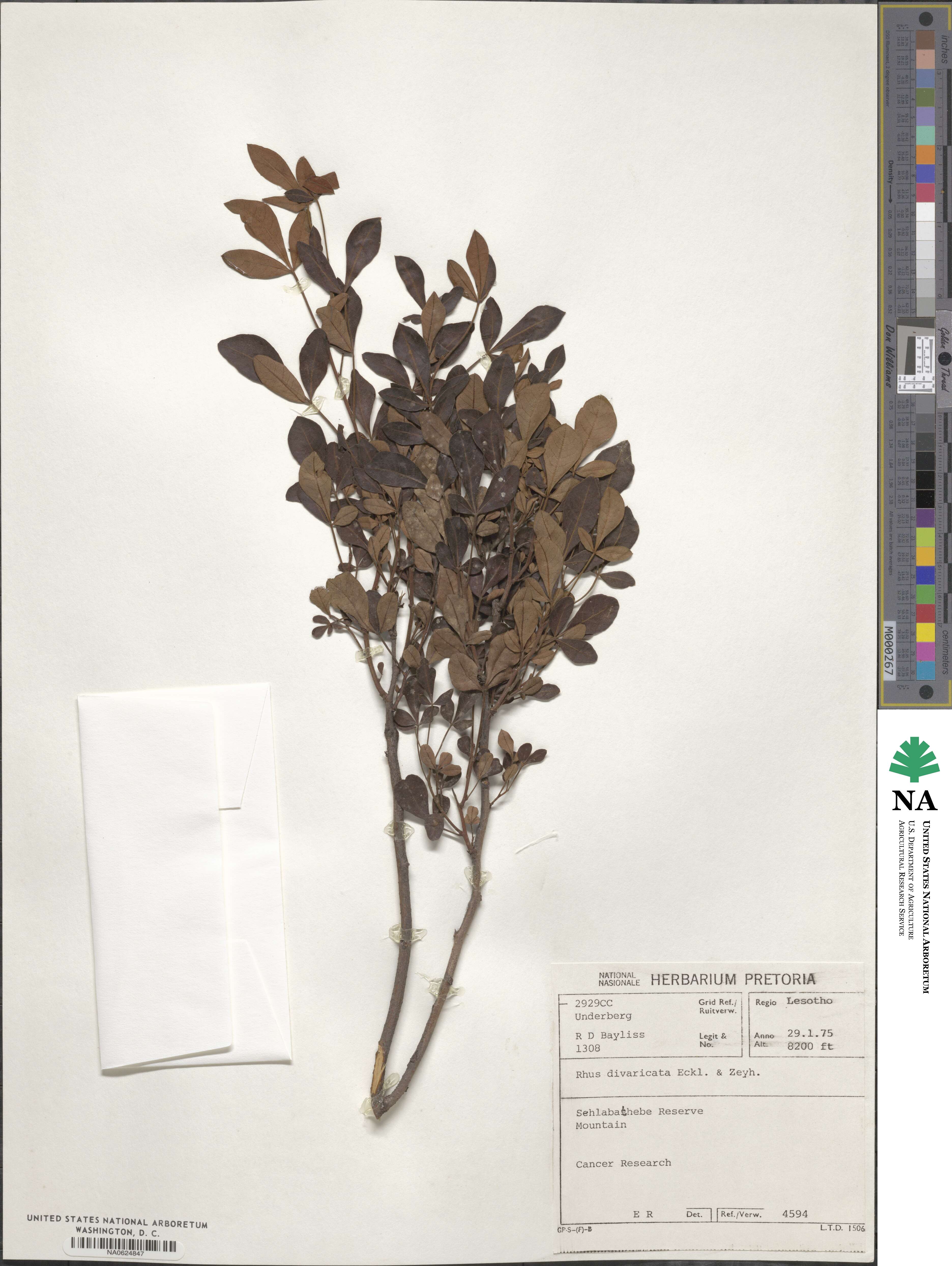 Searsia divaricata image