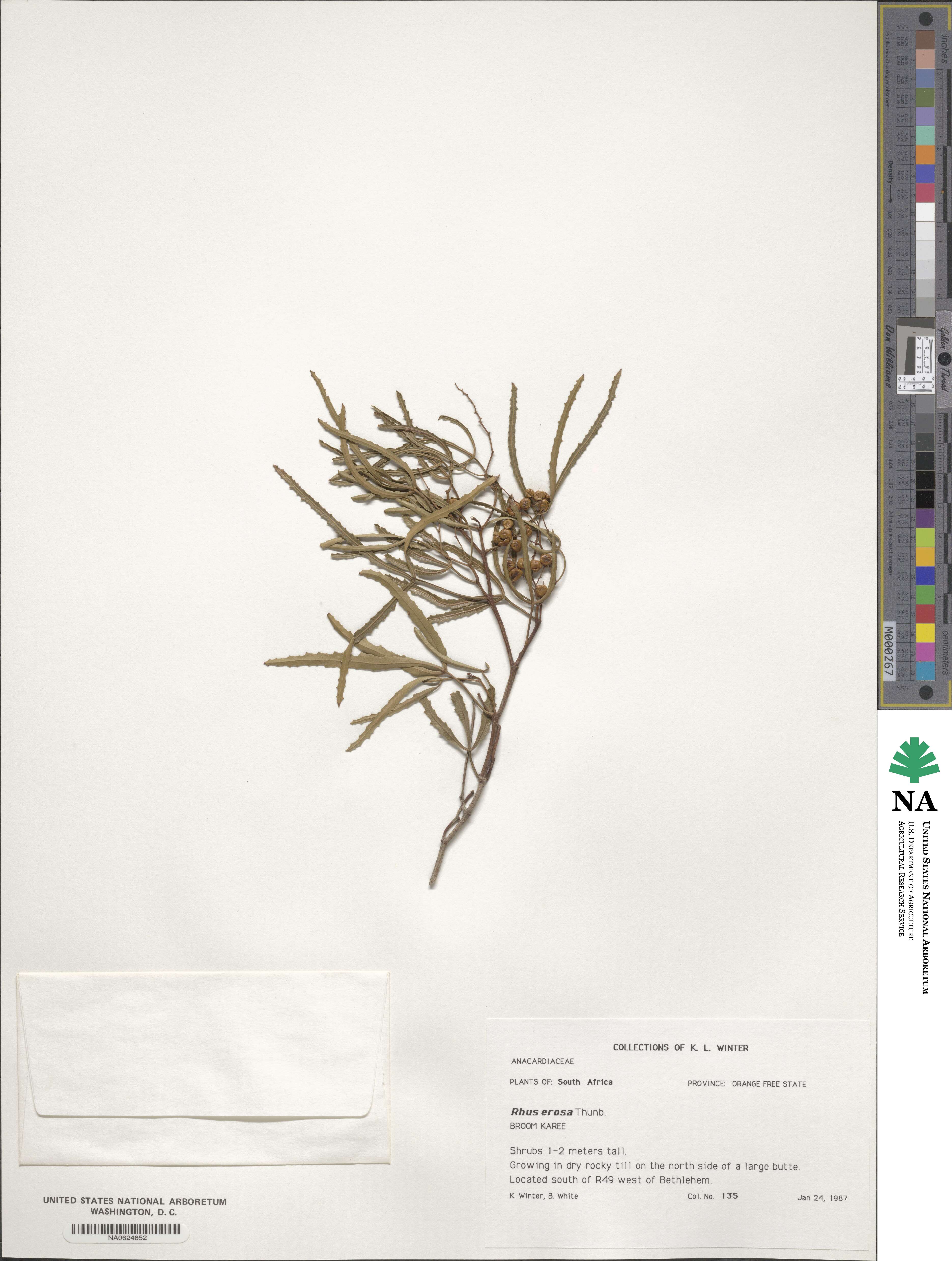 Searsia erosa image