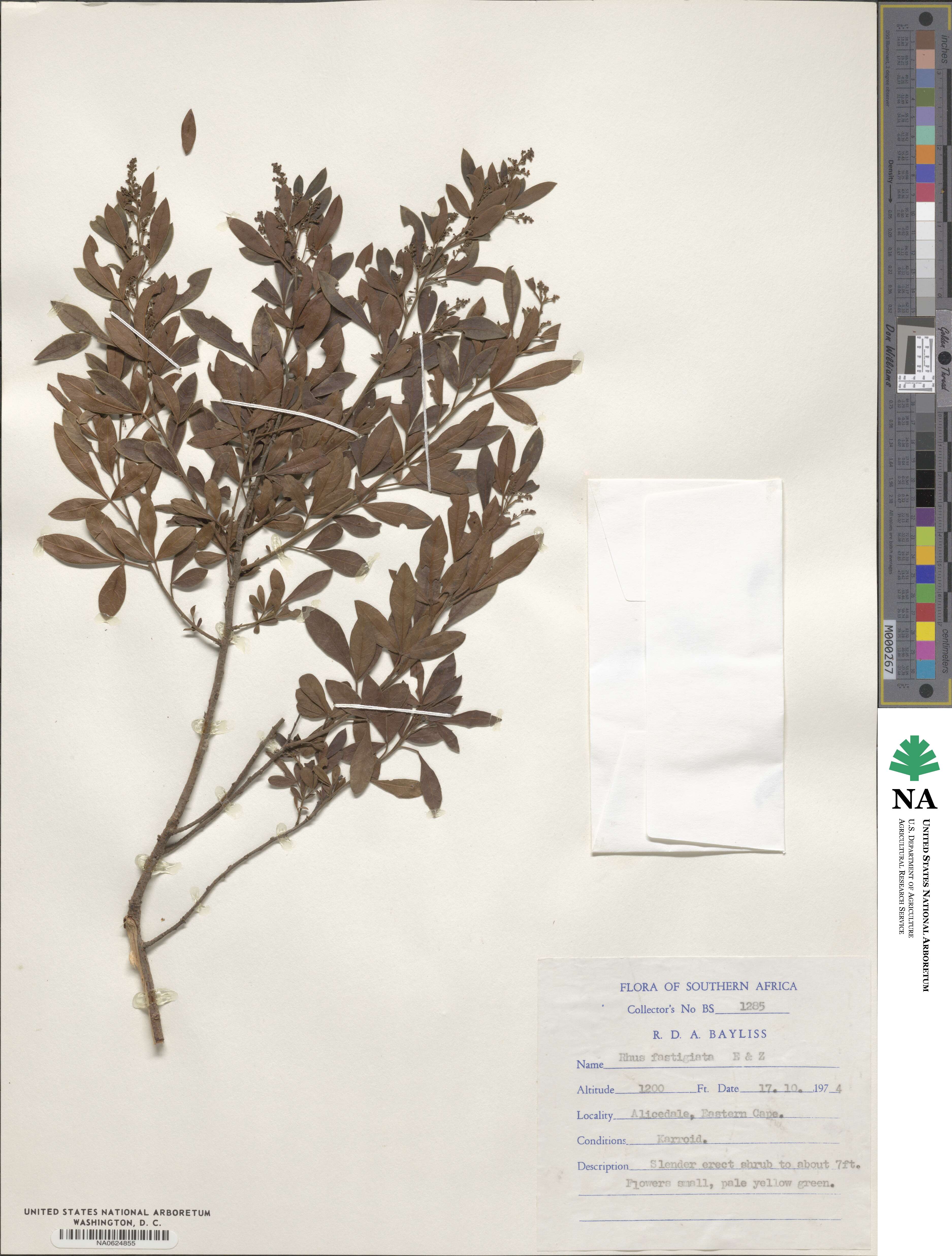Searsia fastigiata image