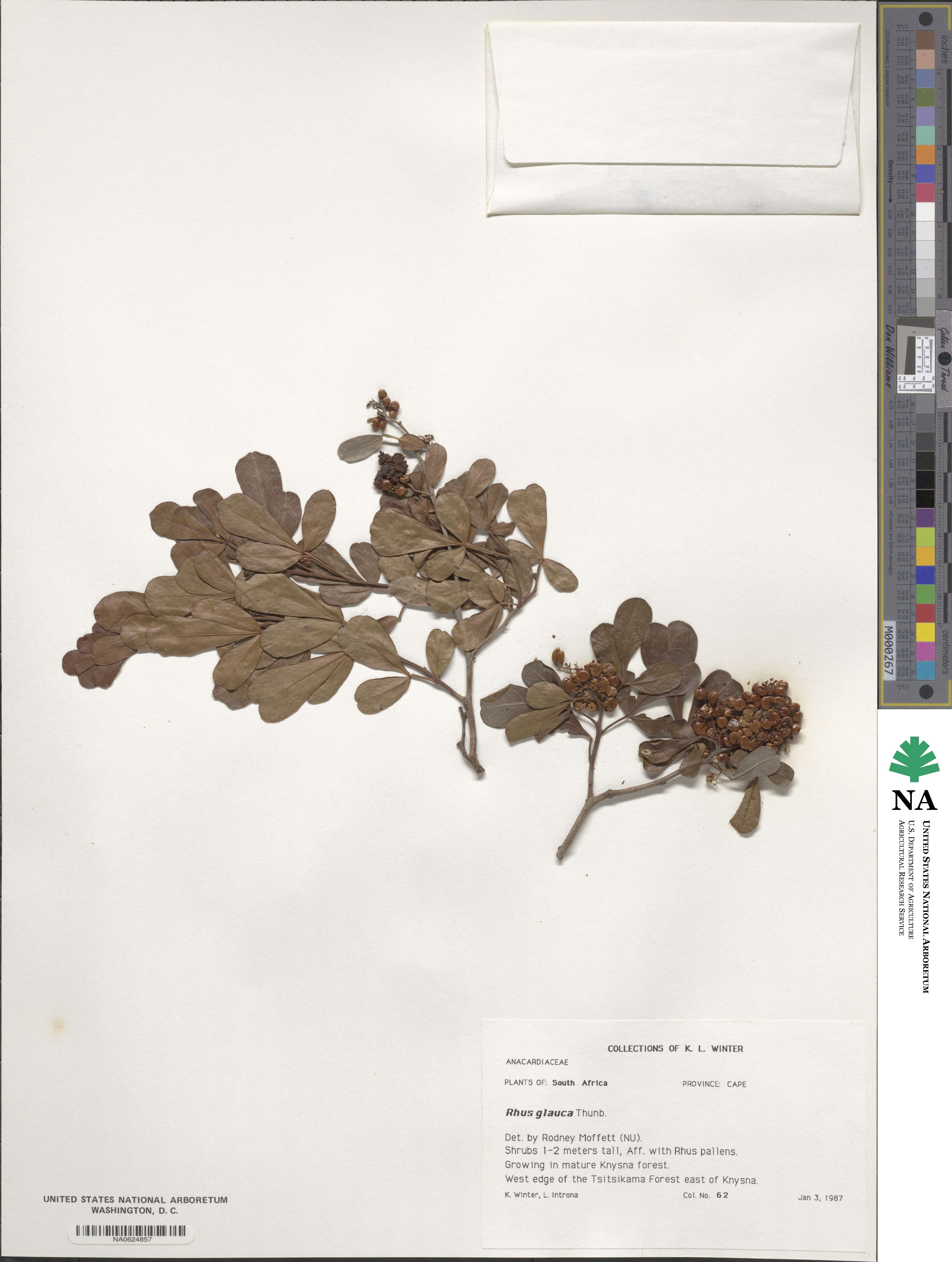 Rhus glauca image