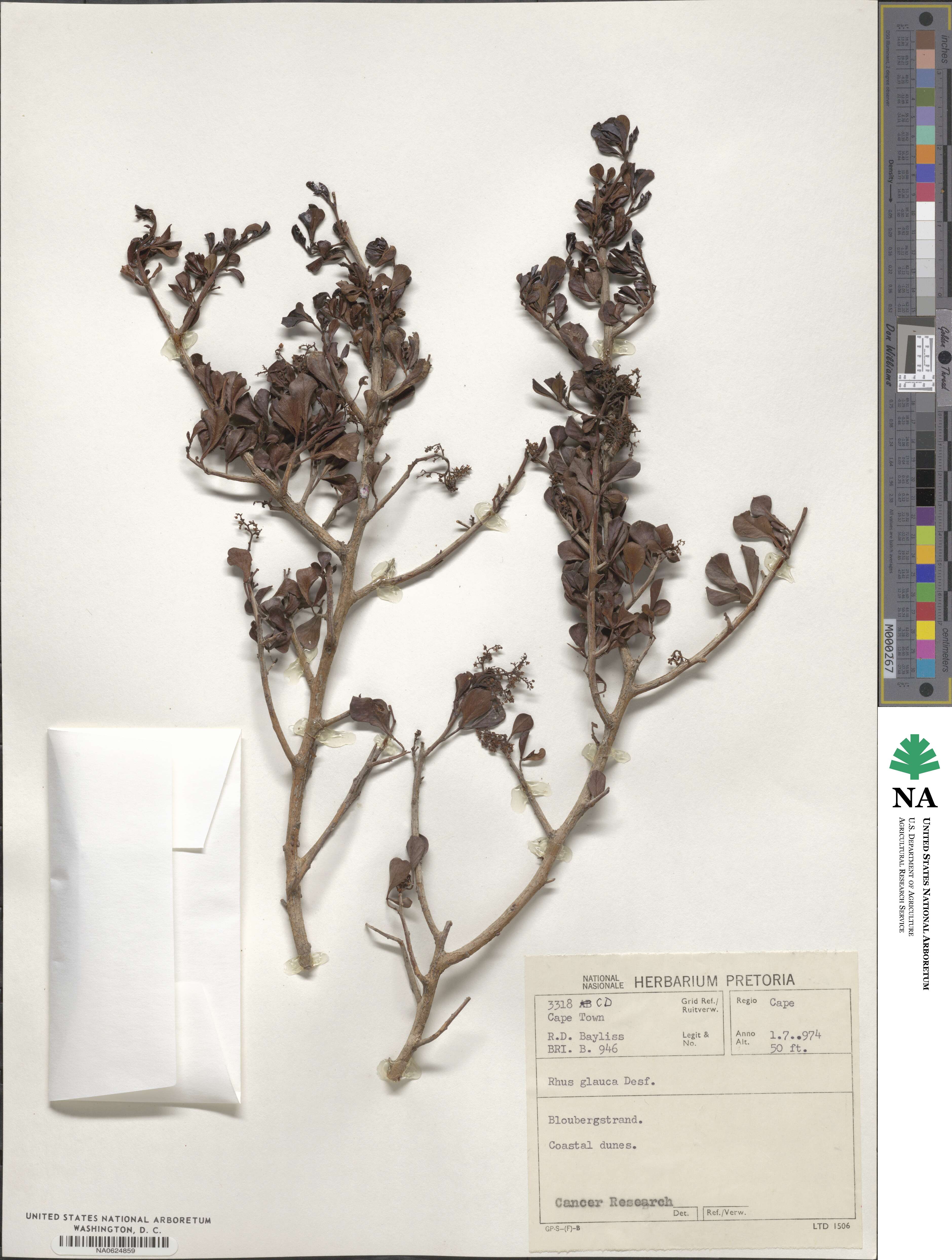 Rhus glauca image