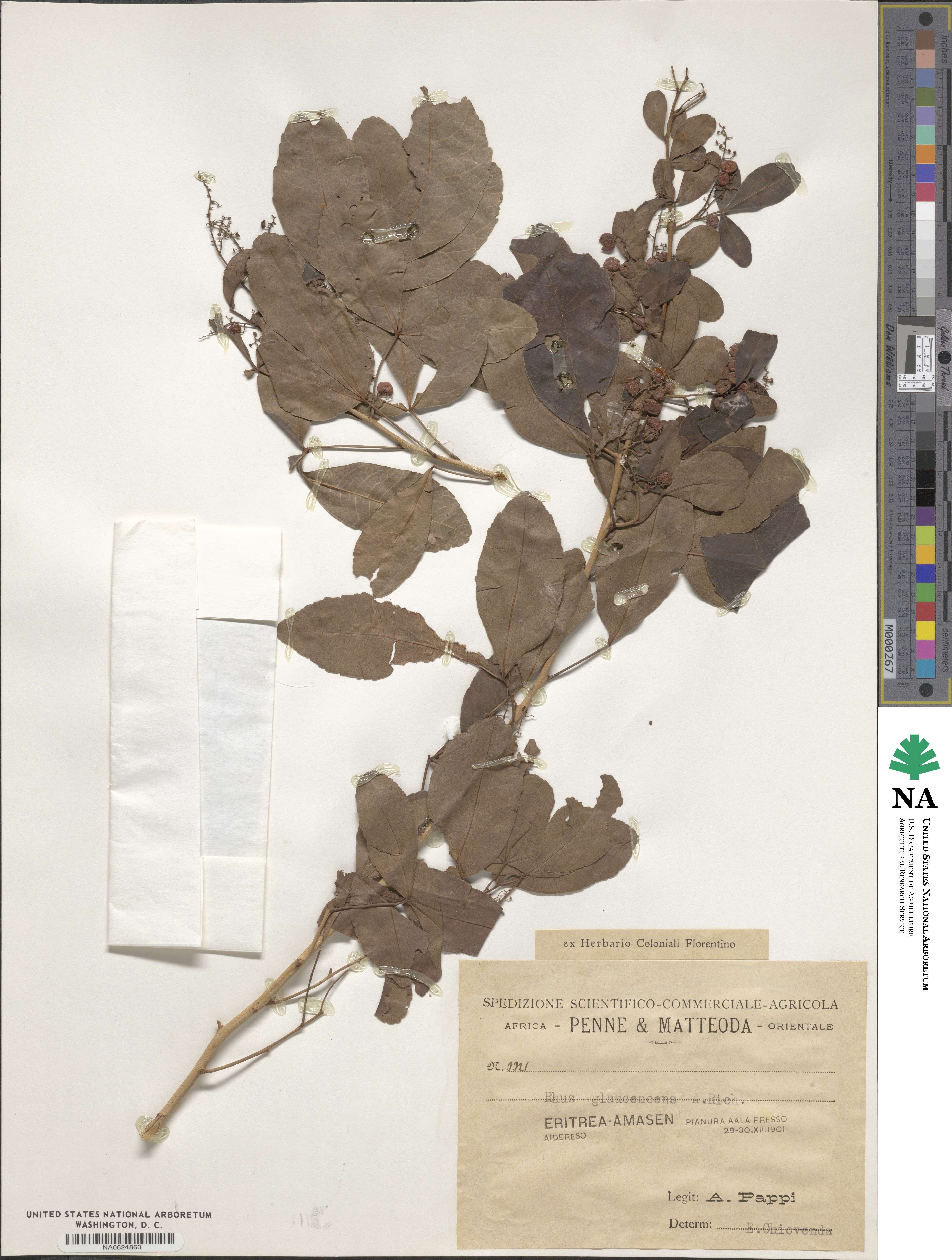 Searsia crenulata image