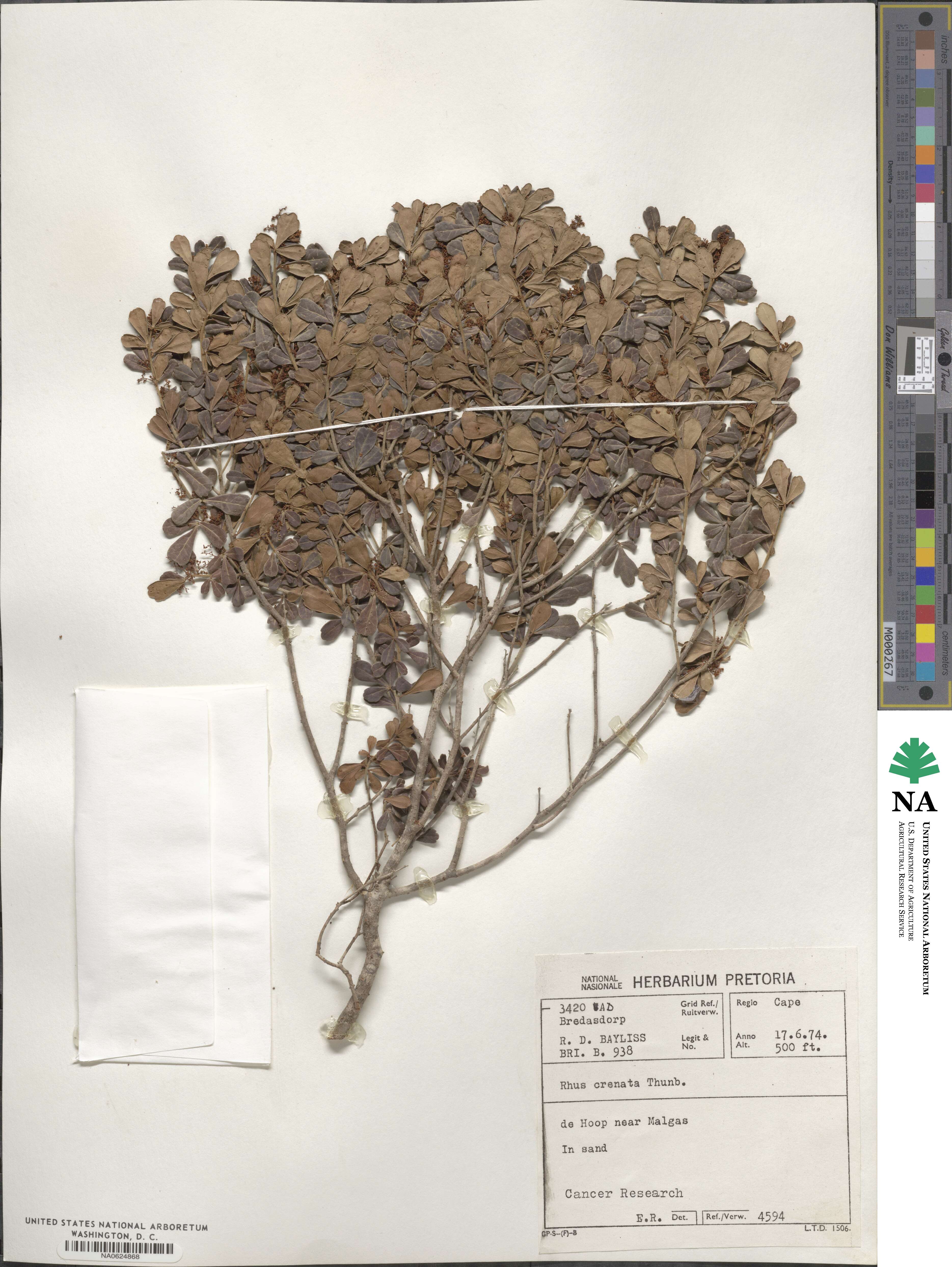 Searsia crenata image