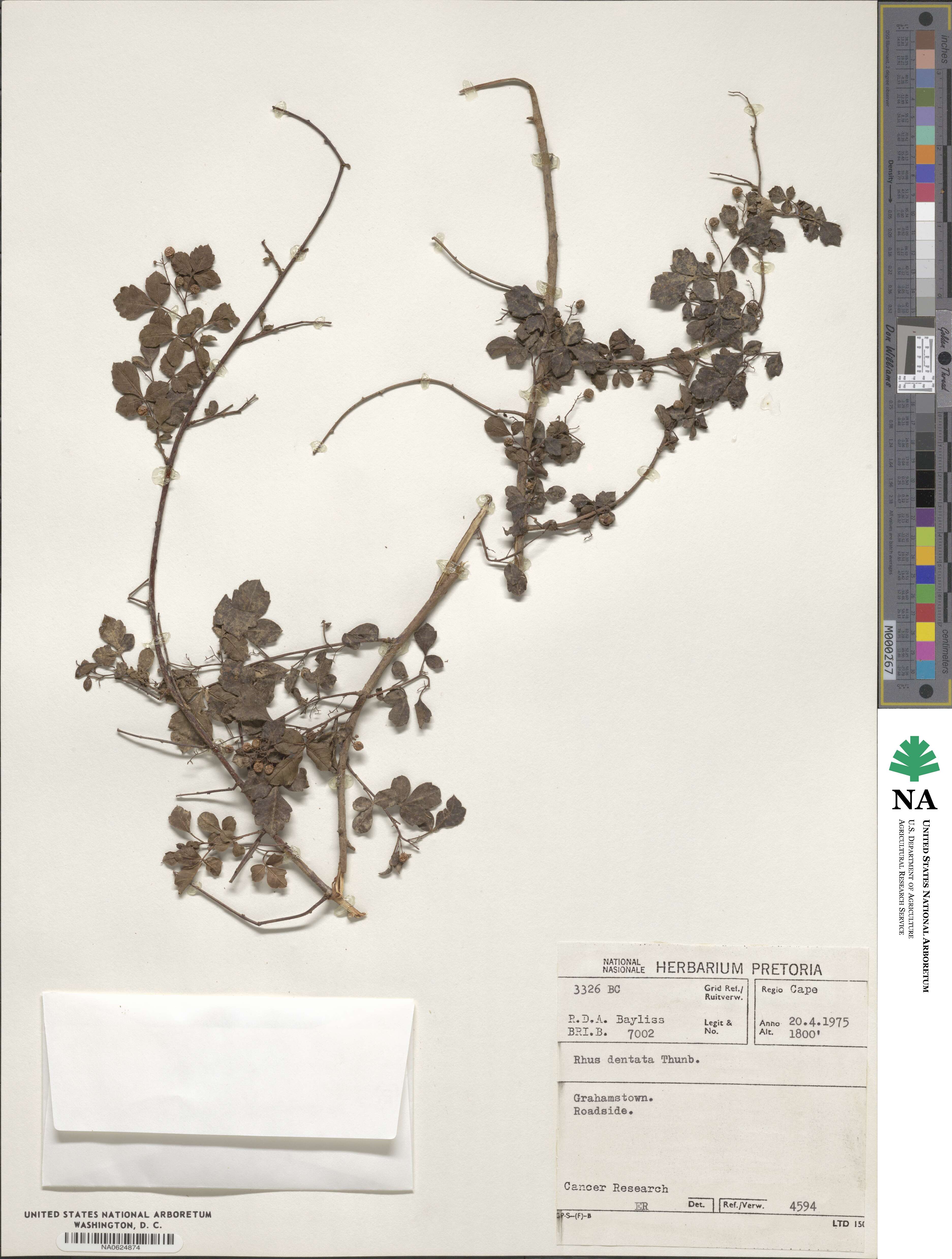 Searsia dentata image