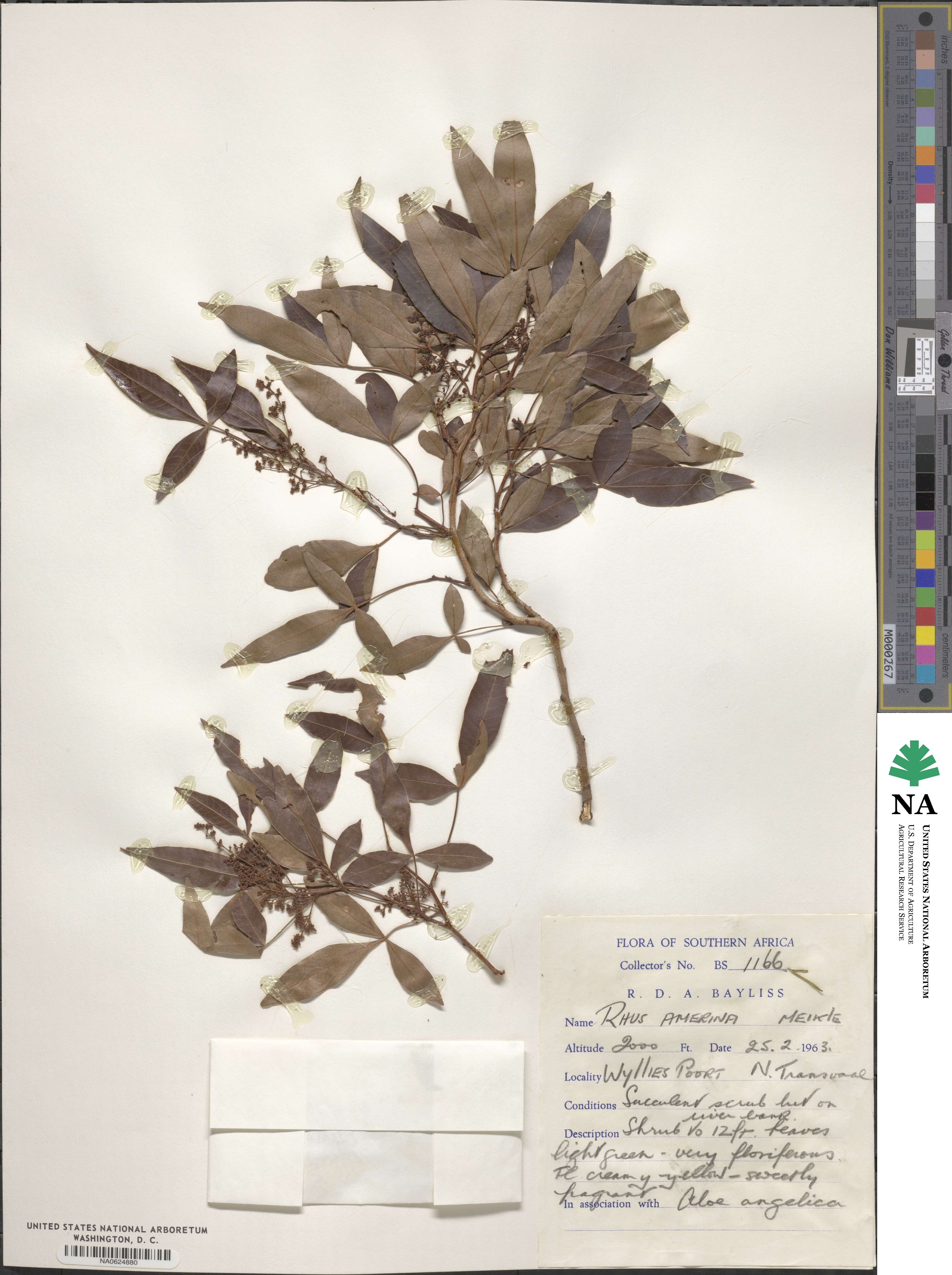Searsia leptodictya image