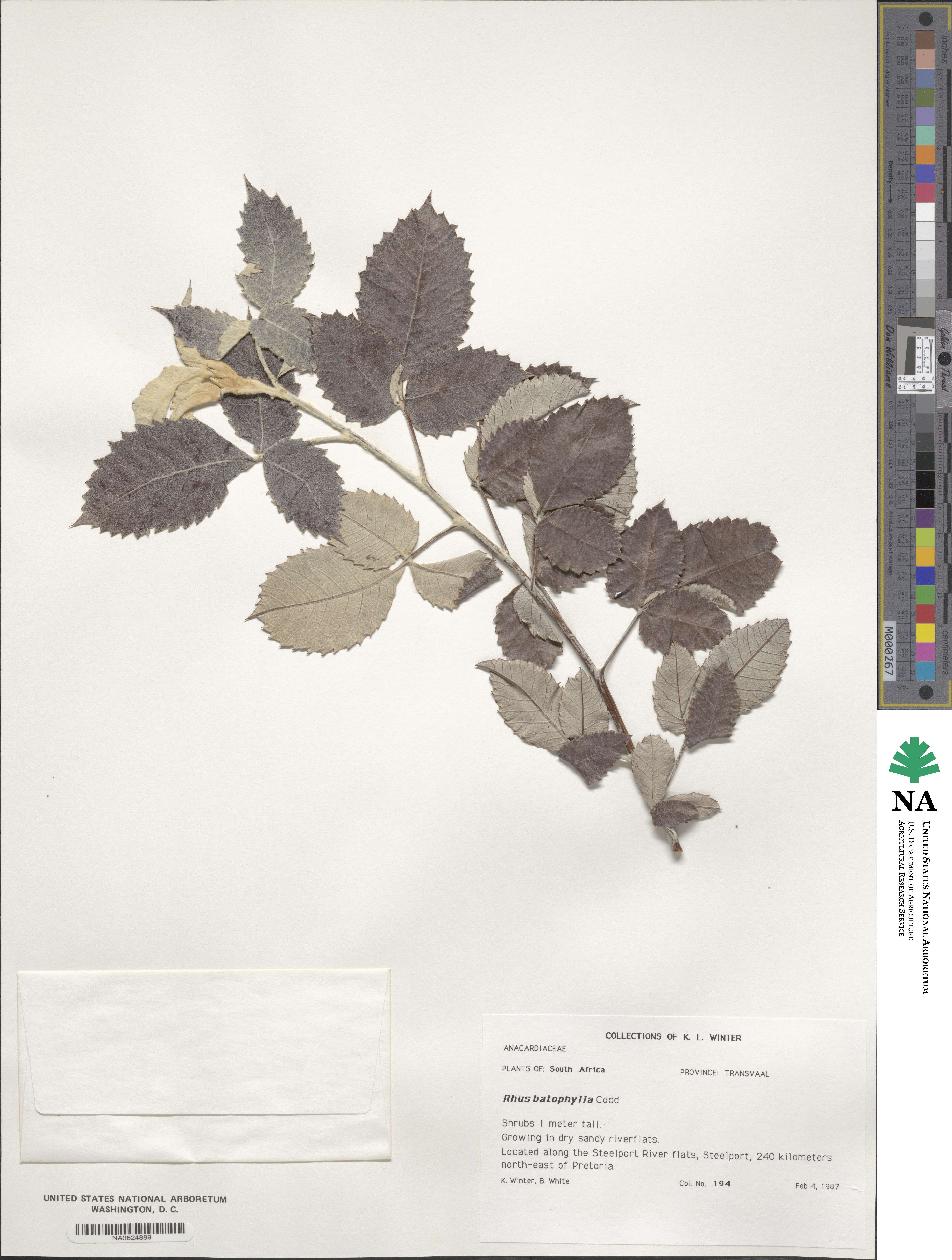 Searsia batophylla image