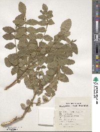 Rhus coriaria image