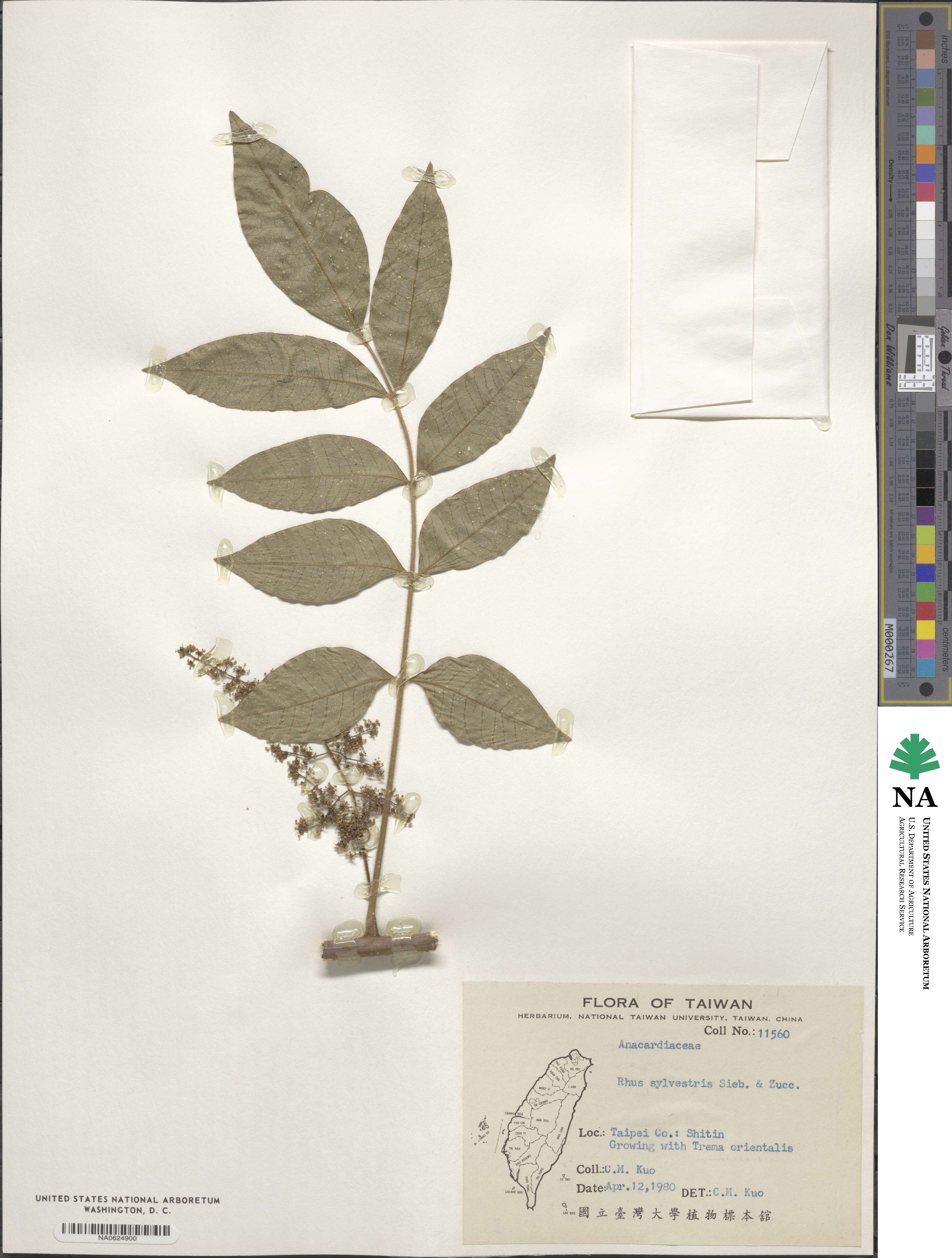 Toxicodendron sylvestre image