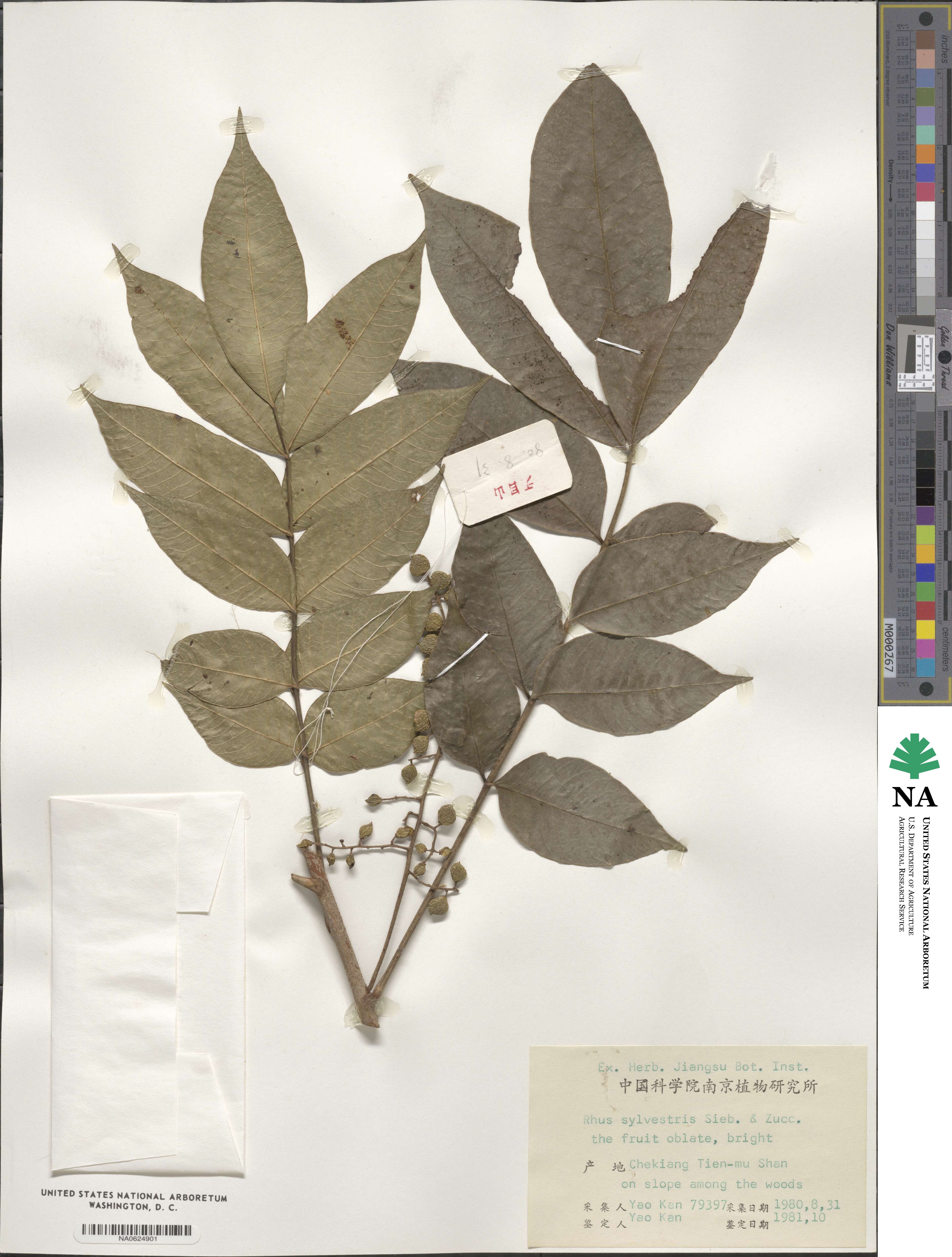 Toxicodendron sylvestre image