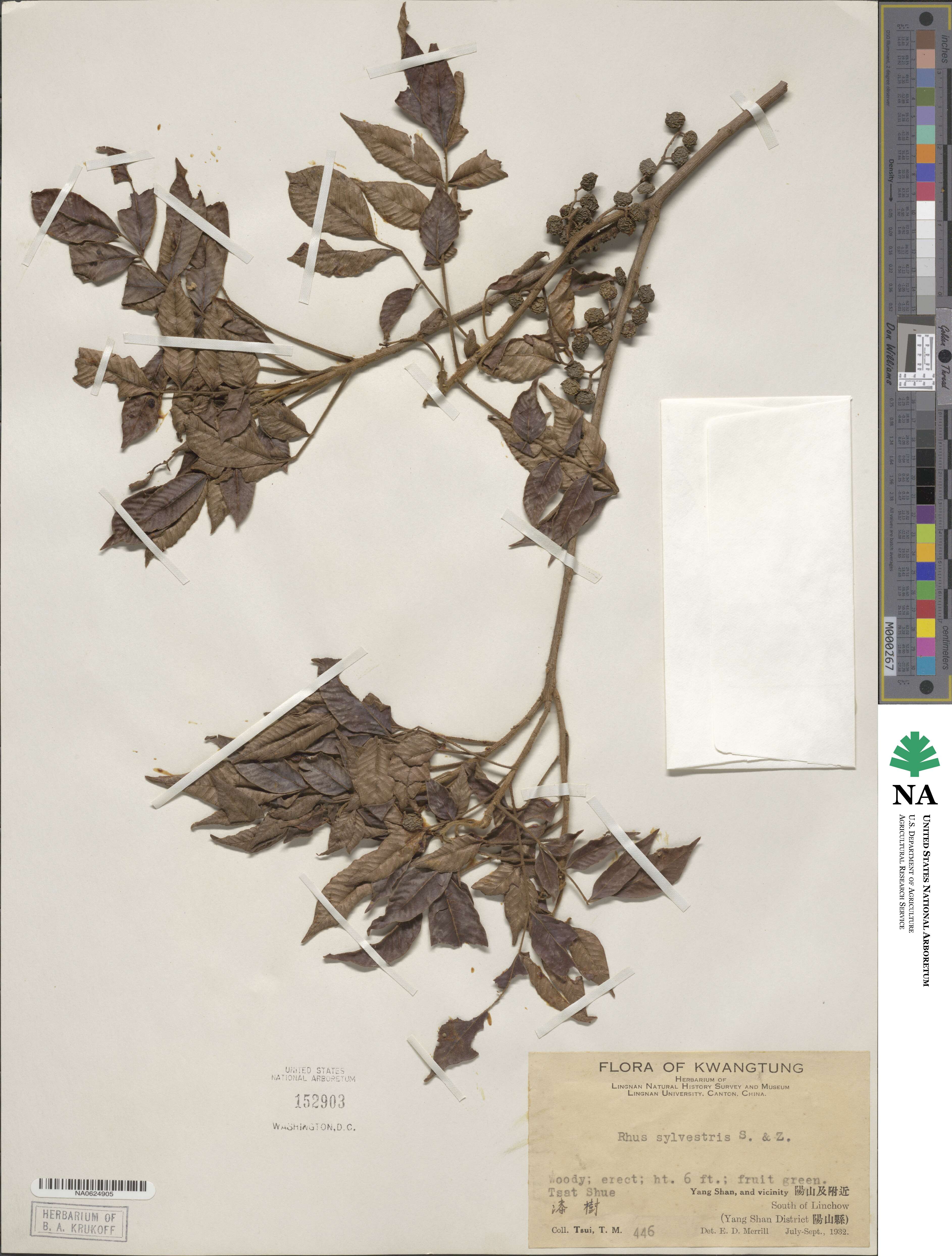 Toxicodendron sylvestre image