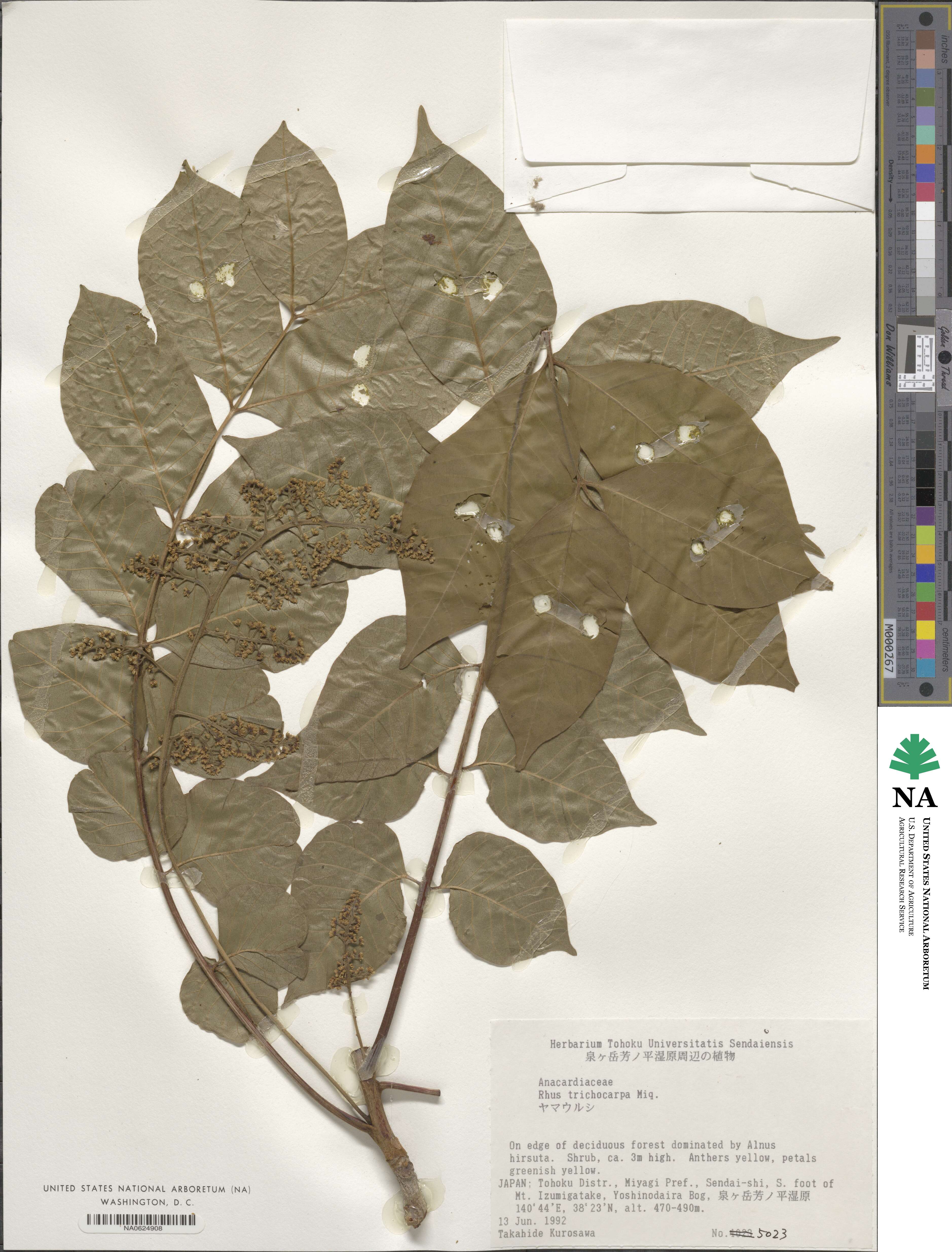 Toxicodendron trichocarpum image