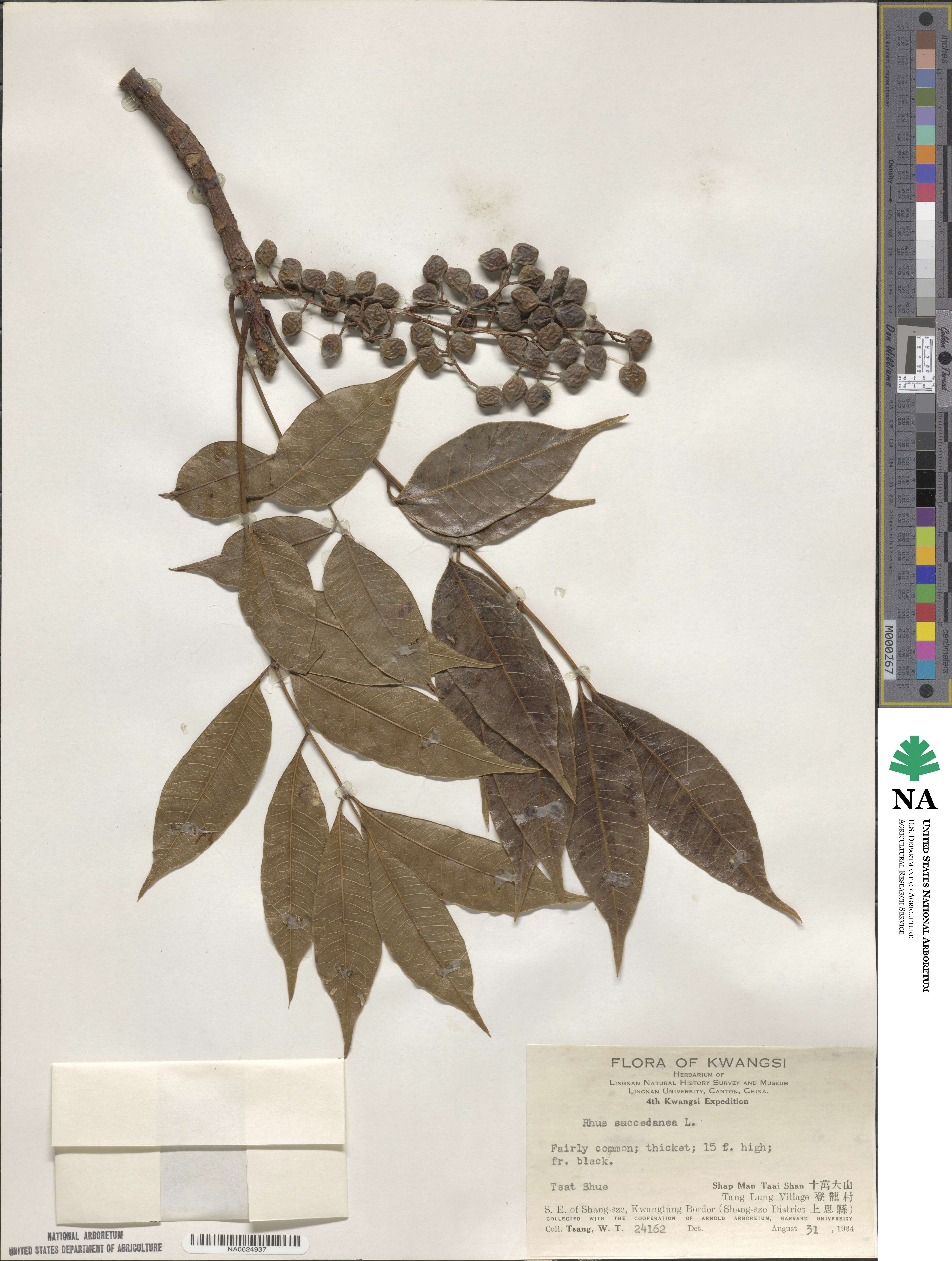 Toxicodendron succedaneum image