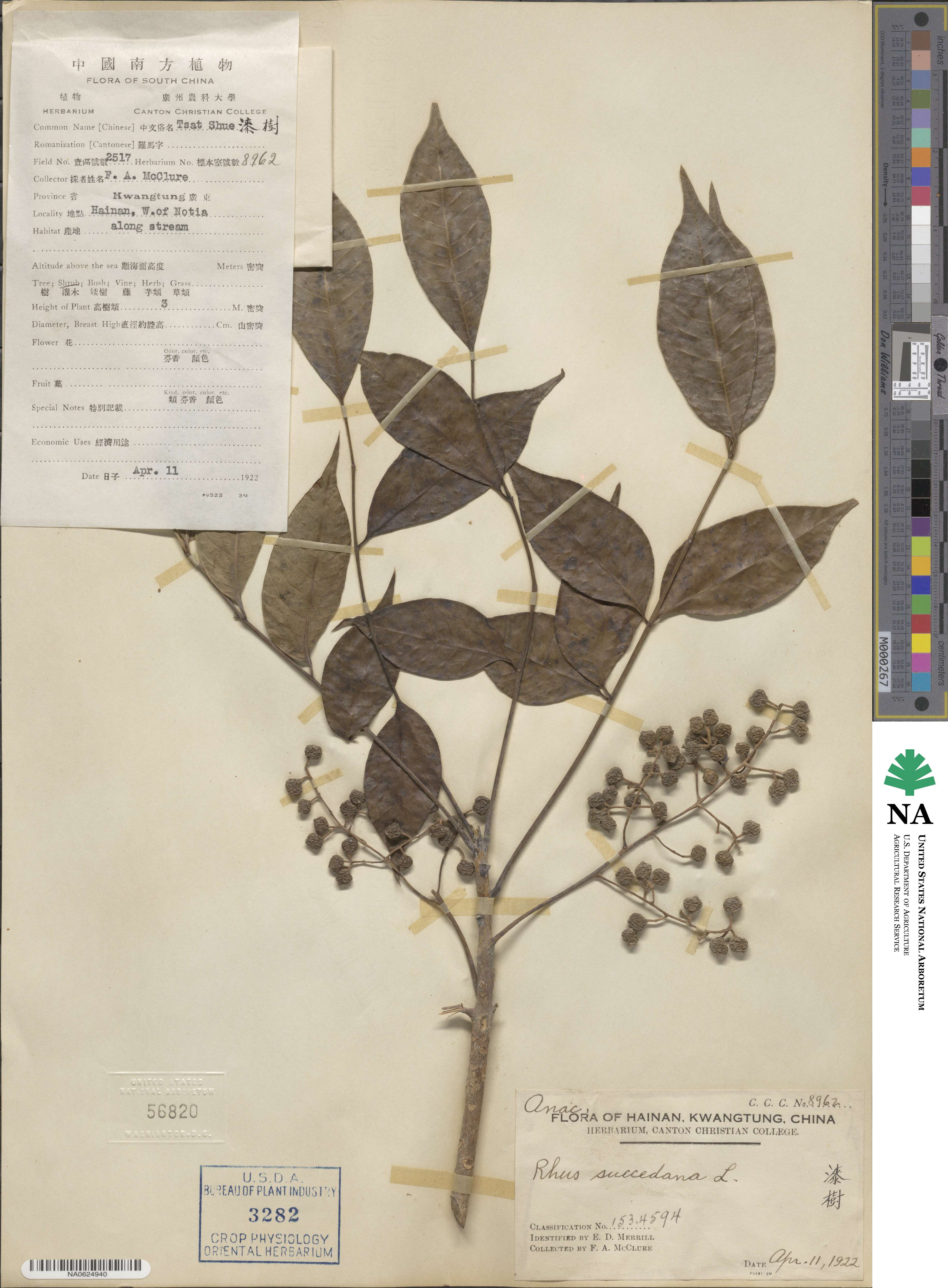 Toxicodendron succedaneum image