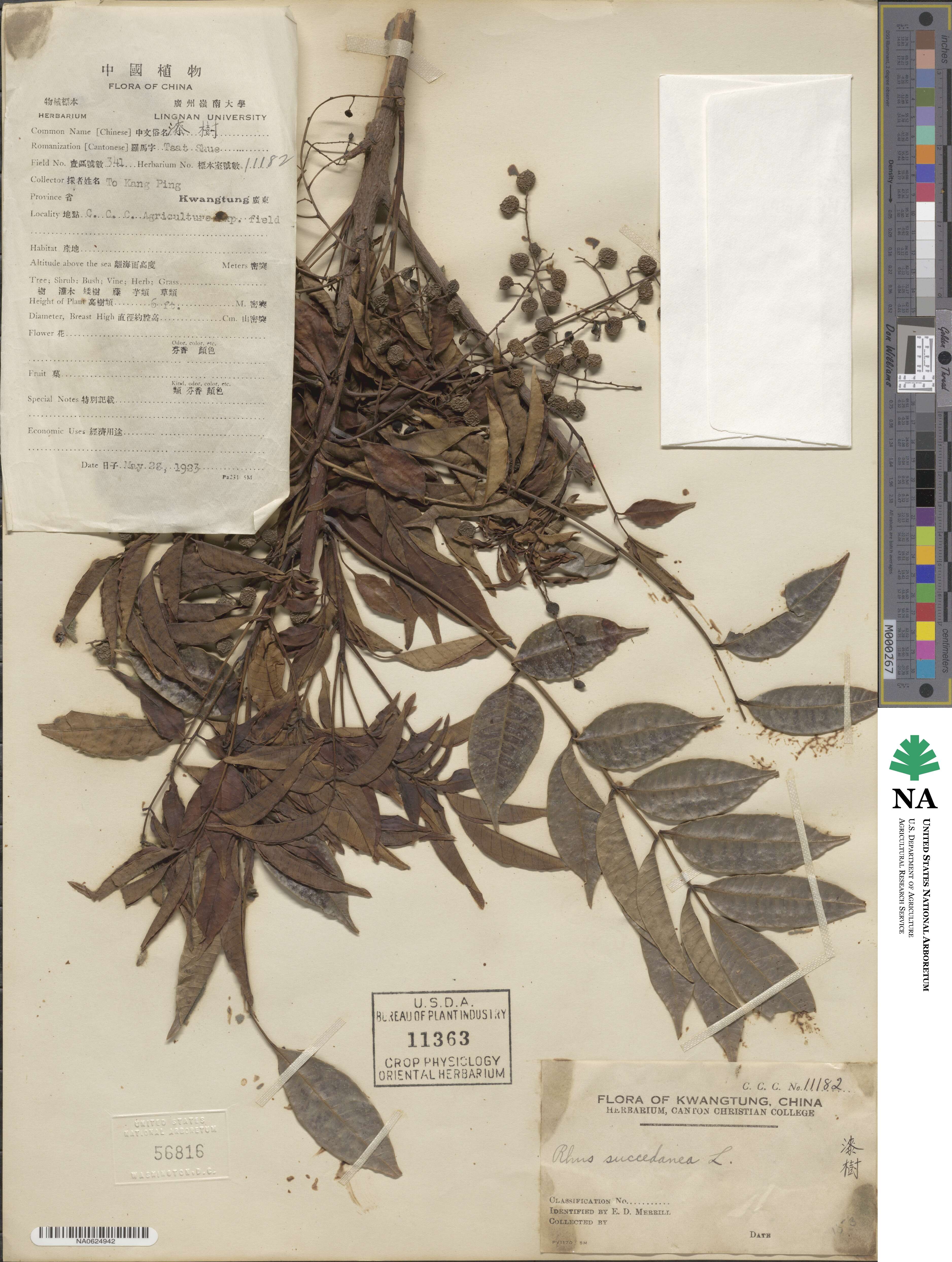 Toxicodendron succedaneum image