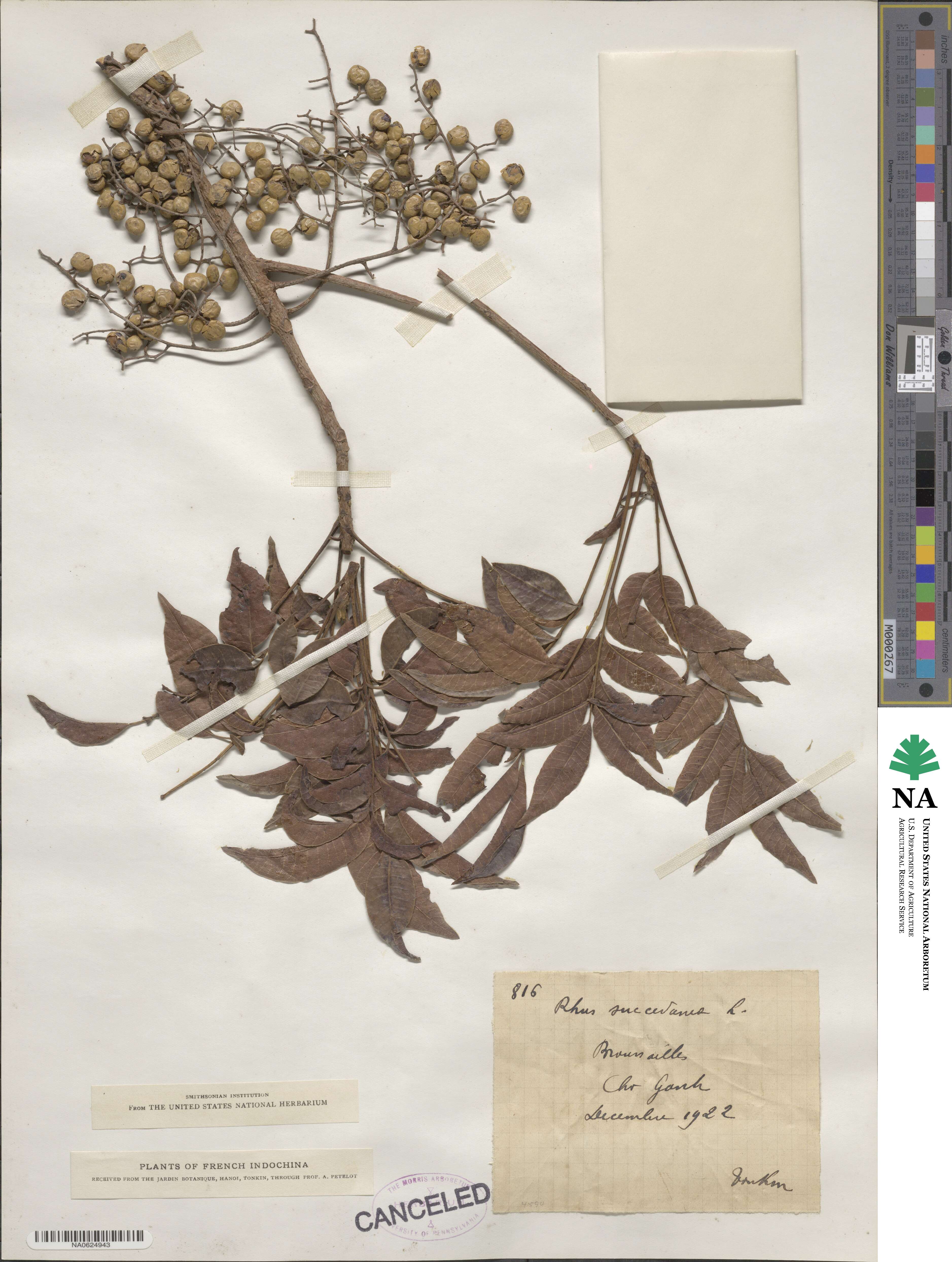 Toxicodendron succedaneum image