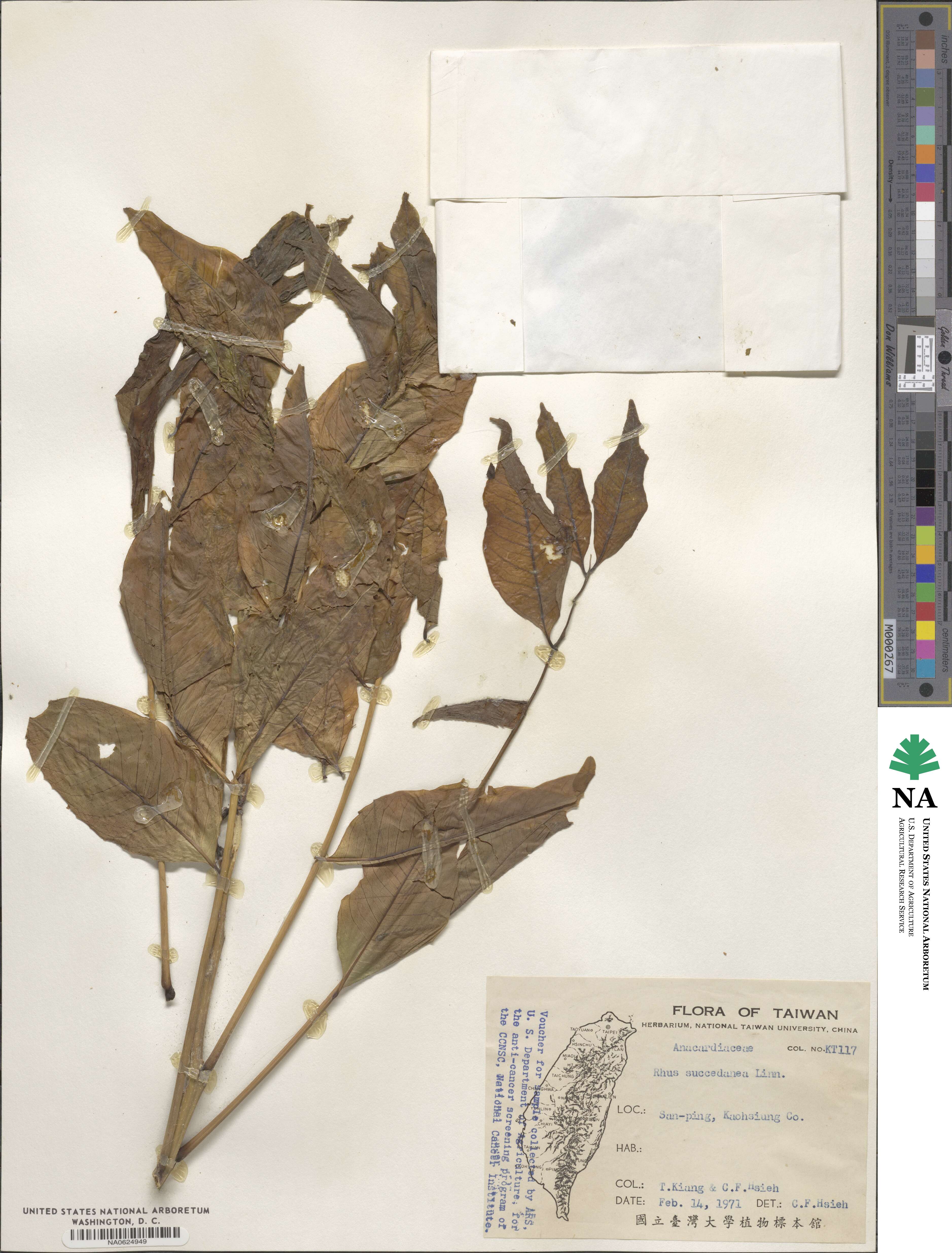 Toxicodendron succedaneum image