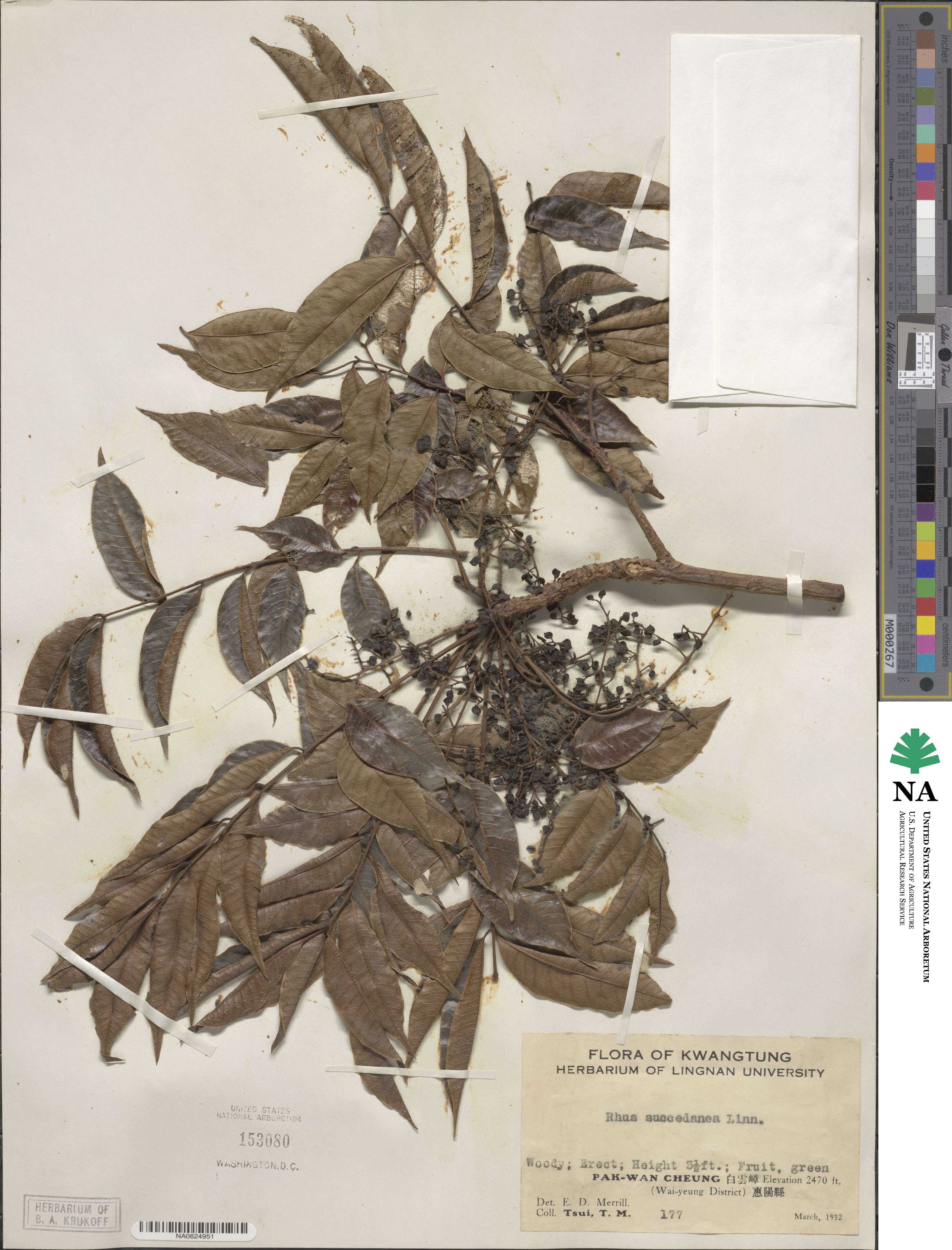 Toxicodendron succedaneum image