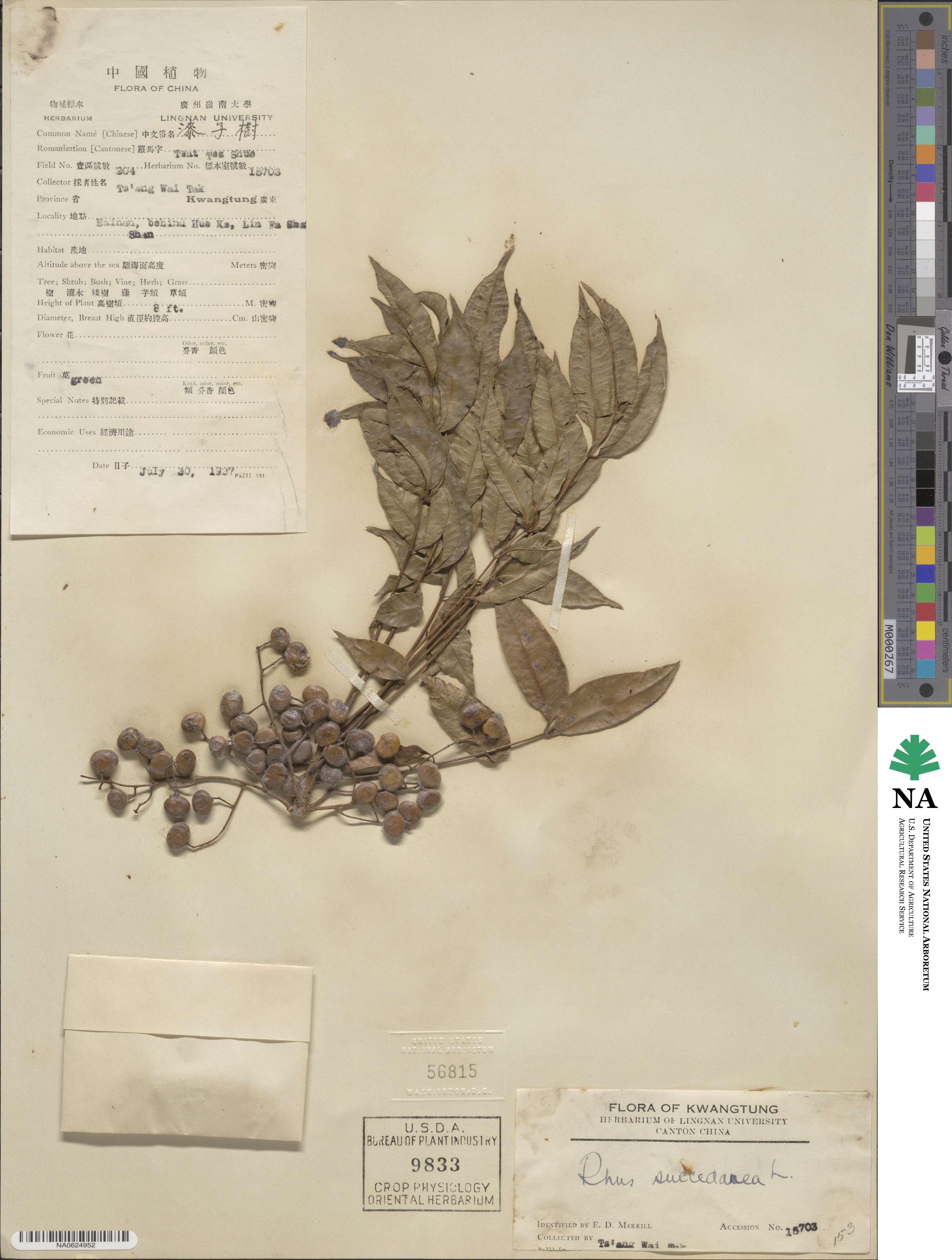 Toxicodendron succedaneum image