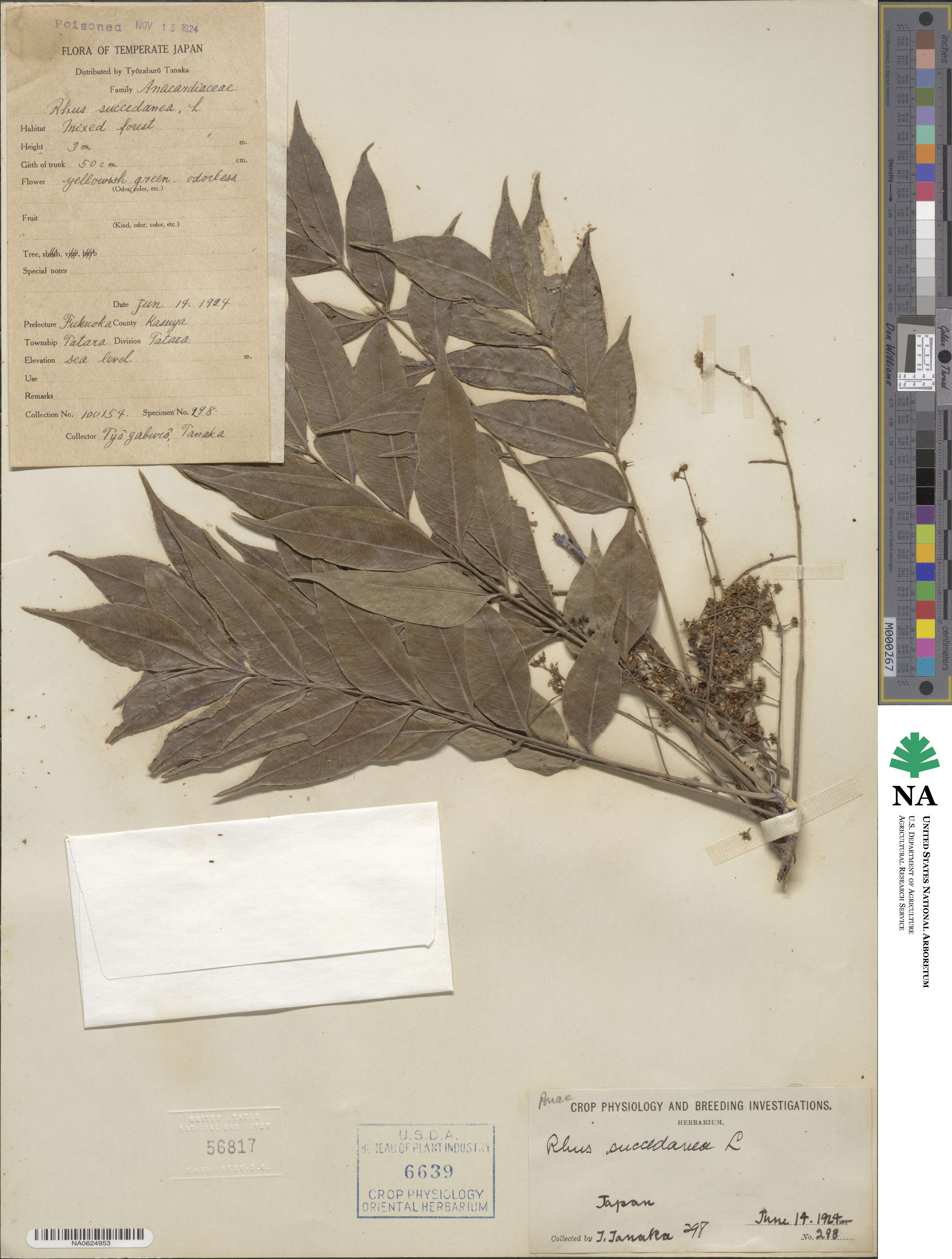 Toxicodendron succedaneum image