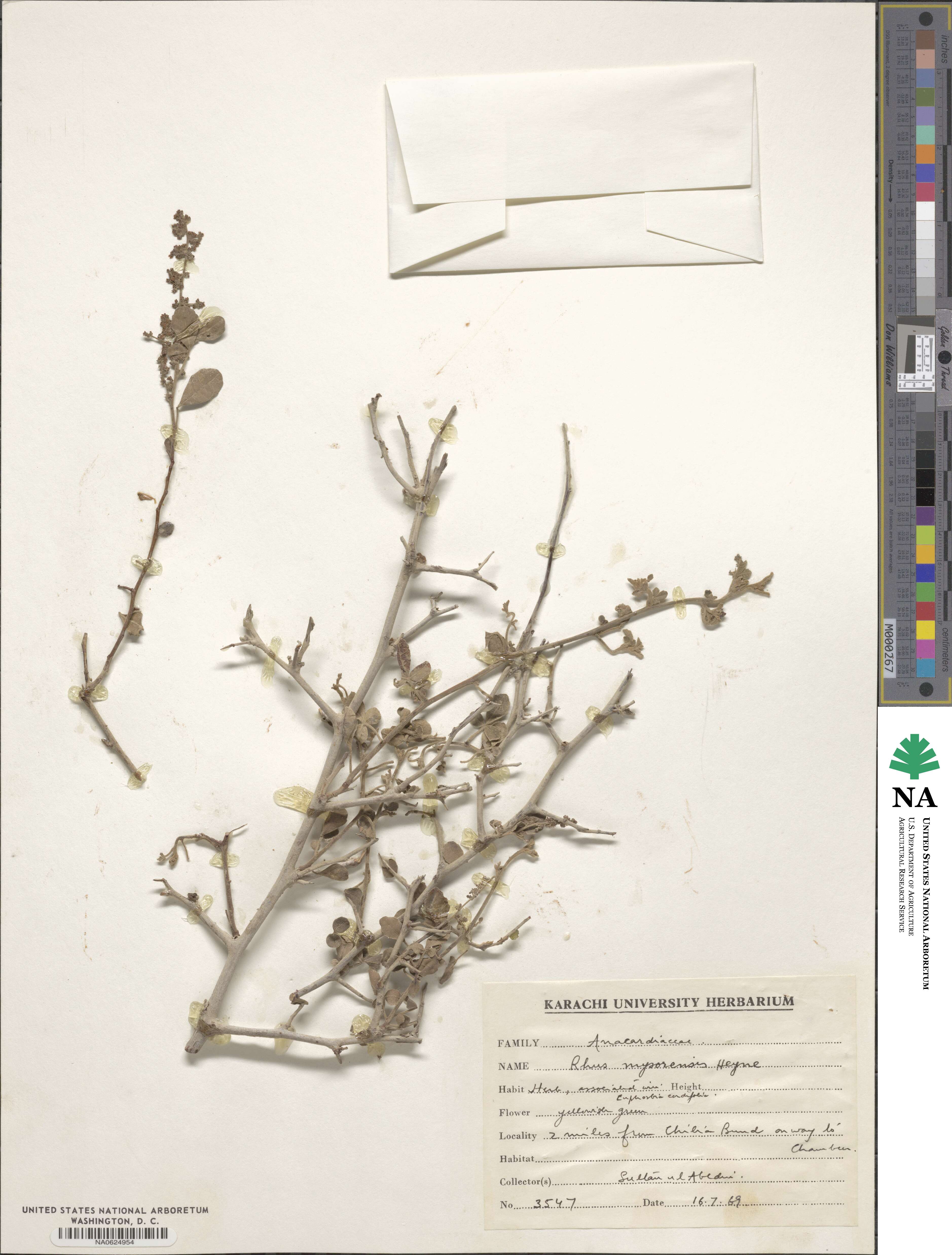 Searsia mysorensis image
