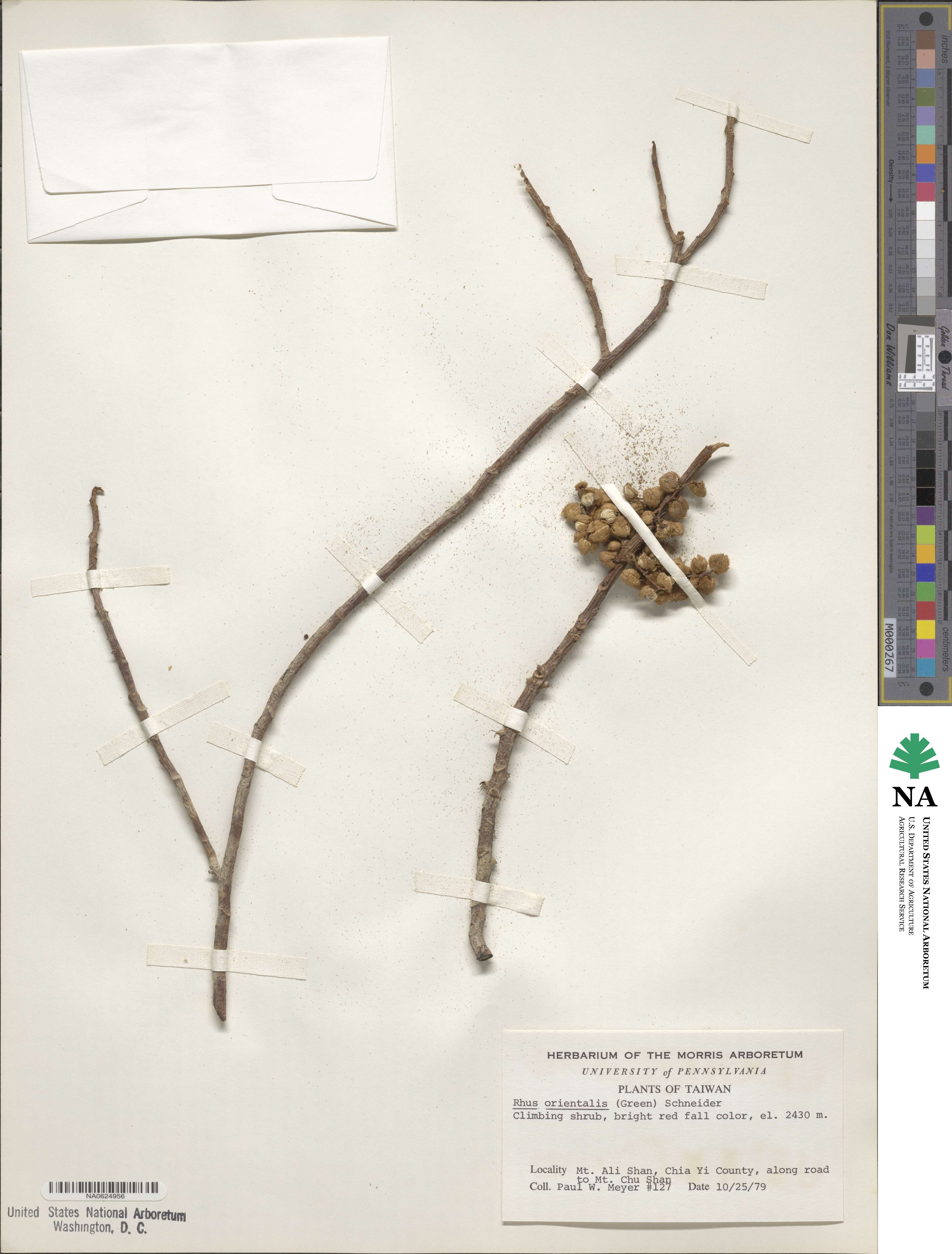 Toxicodendron orientale image