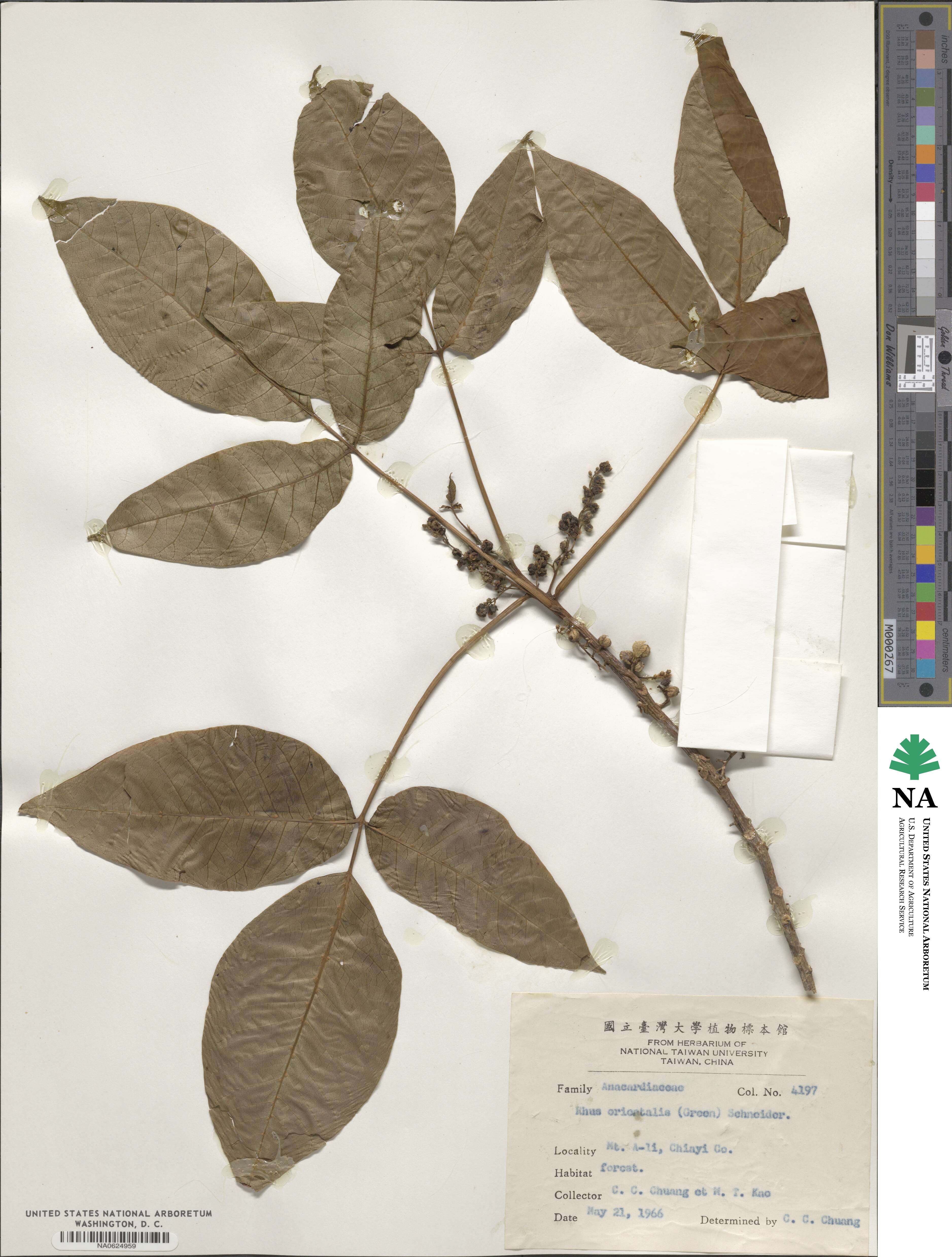 Toxicodendron orientale image