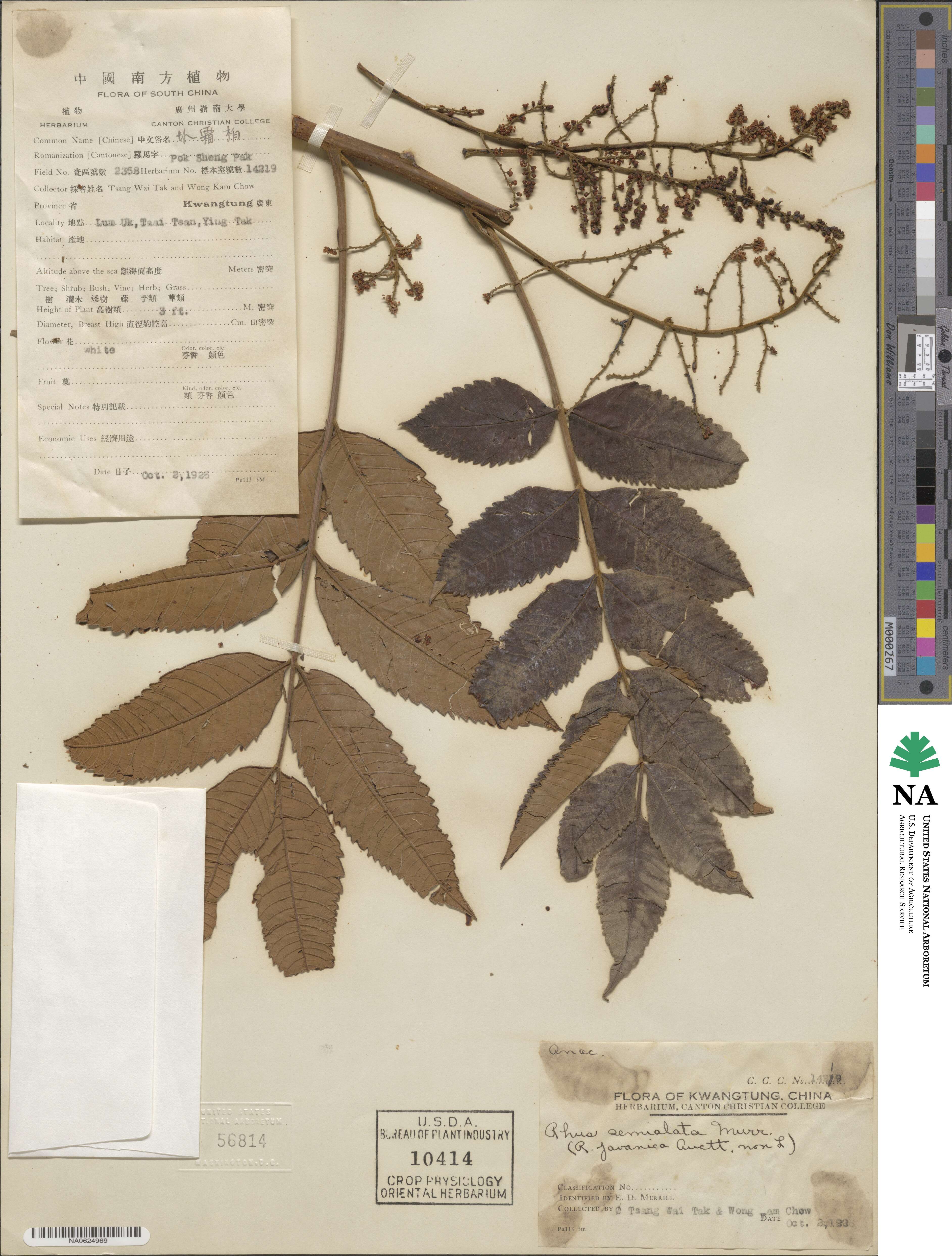 Rhus chinensis image