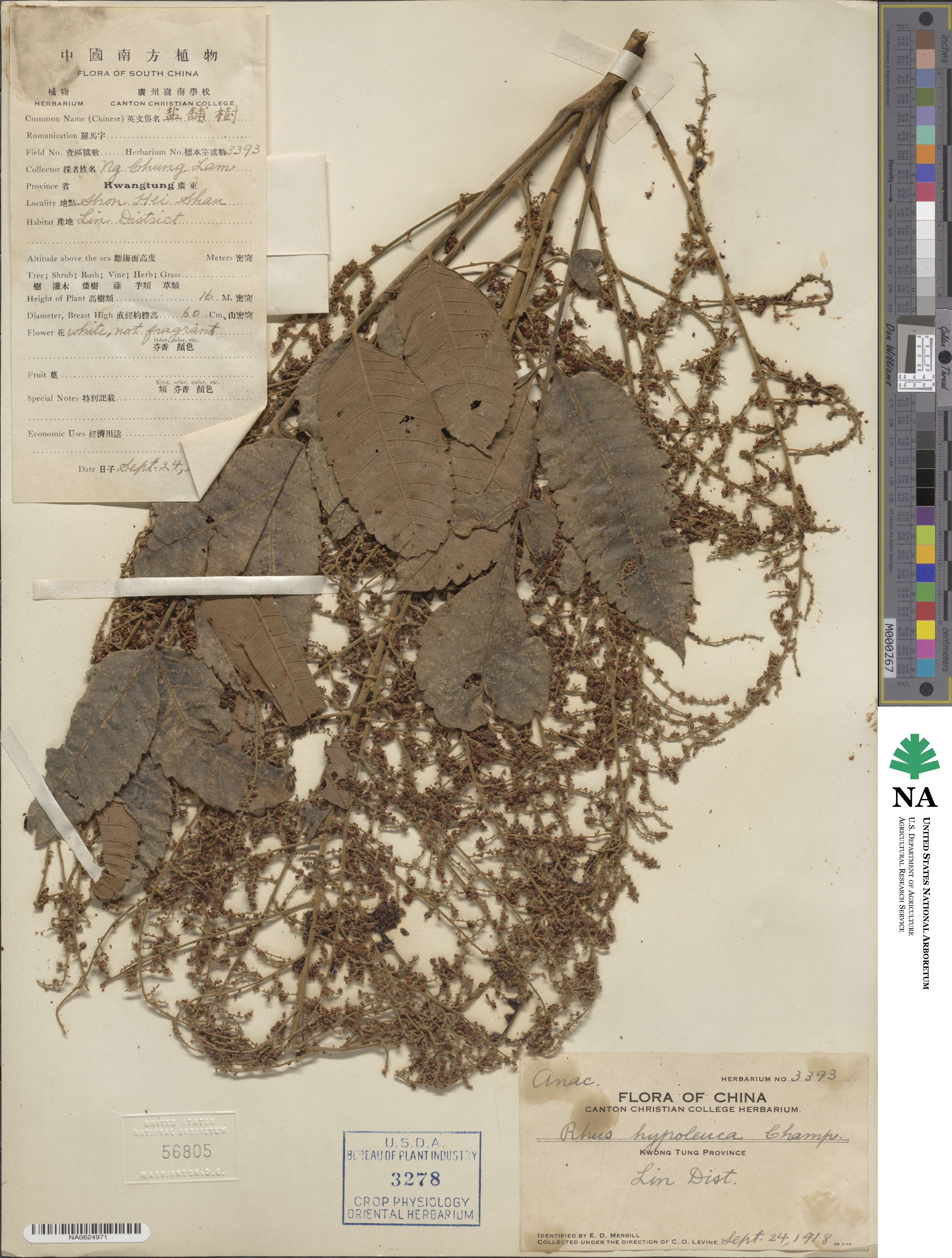Rhus hypoleuca image