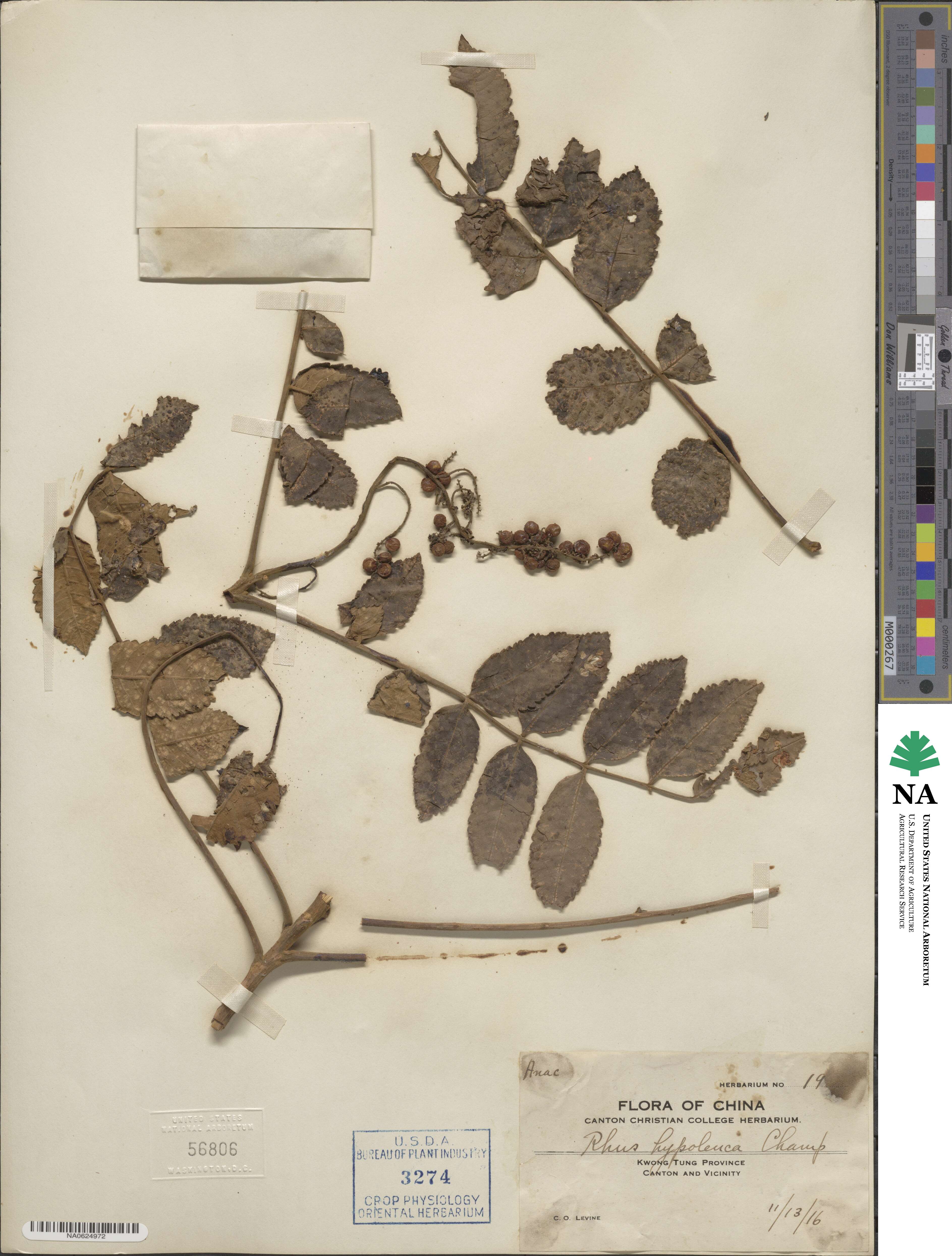 Rhus hypoleuca image