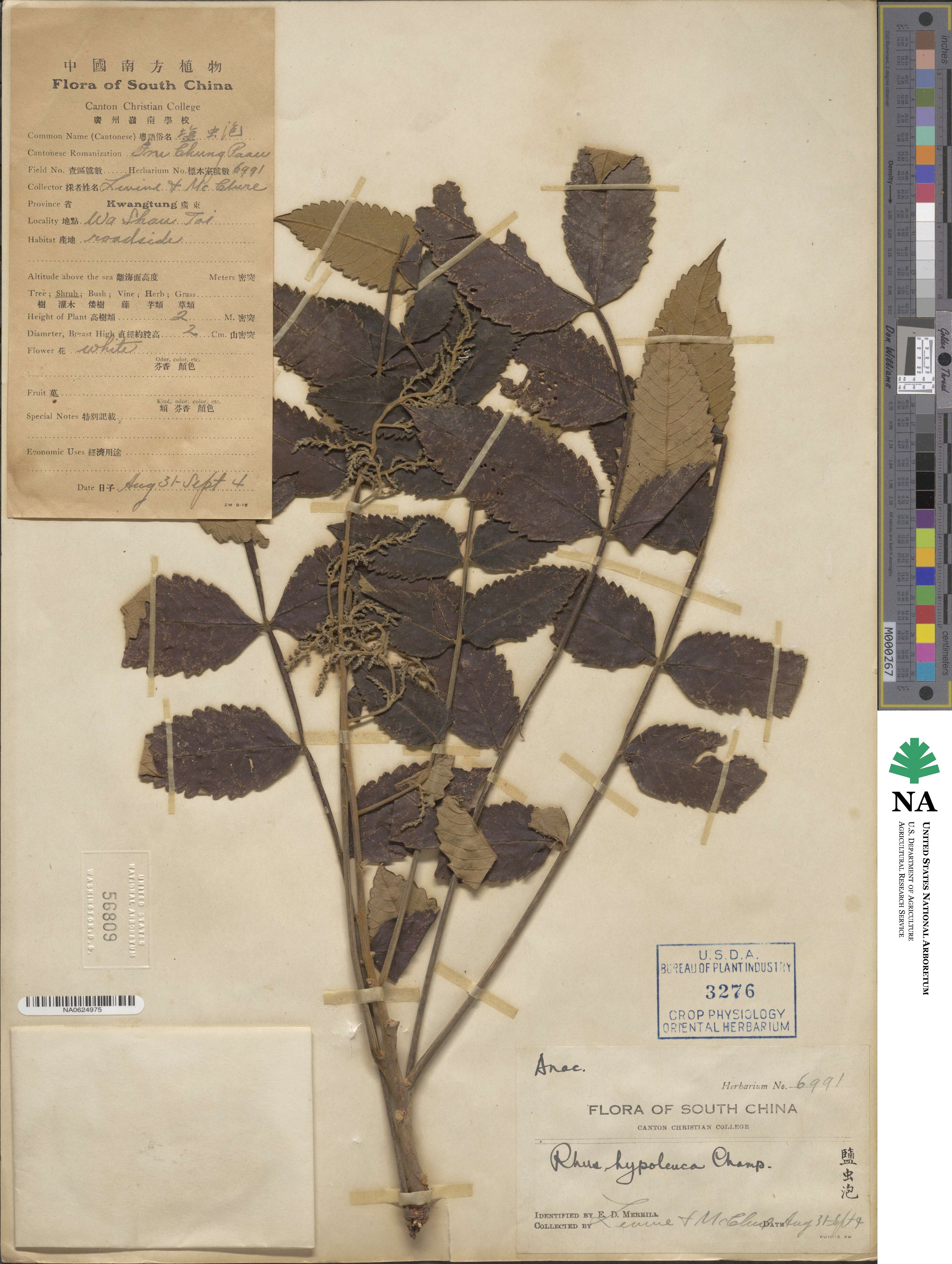 Rhus hypoleuca image