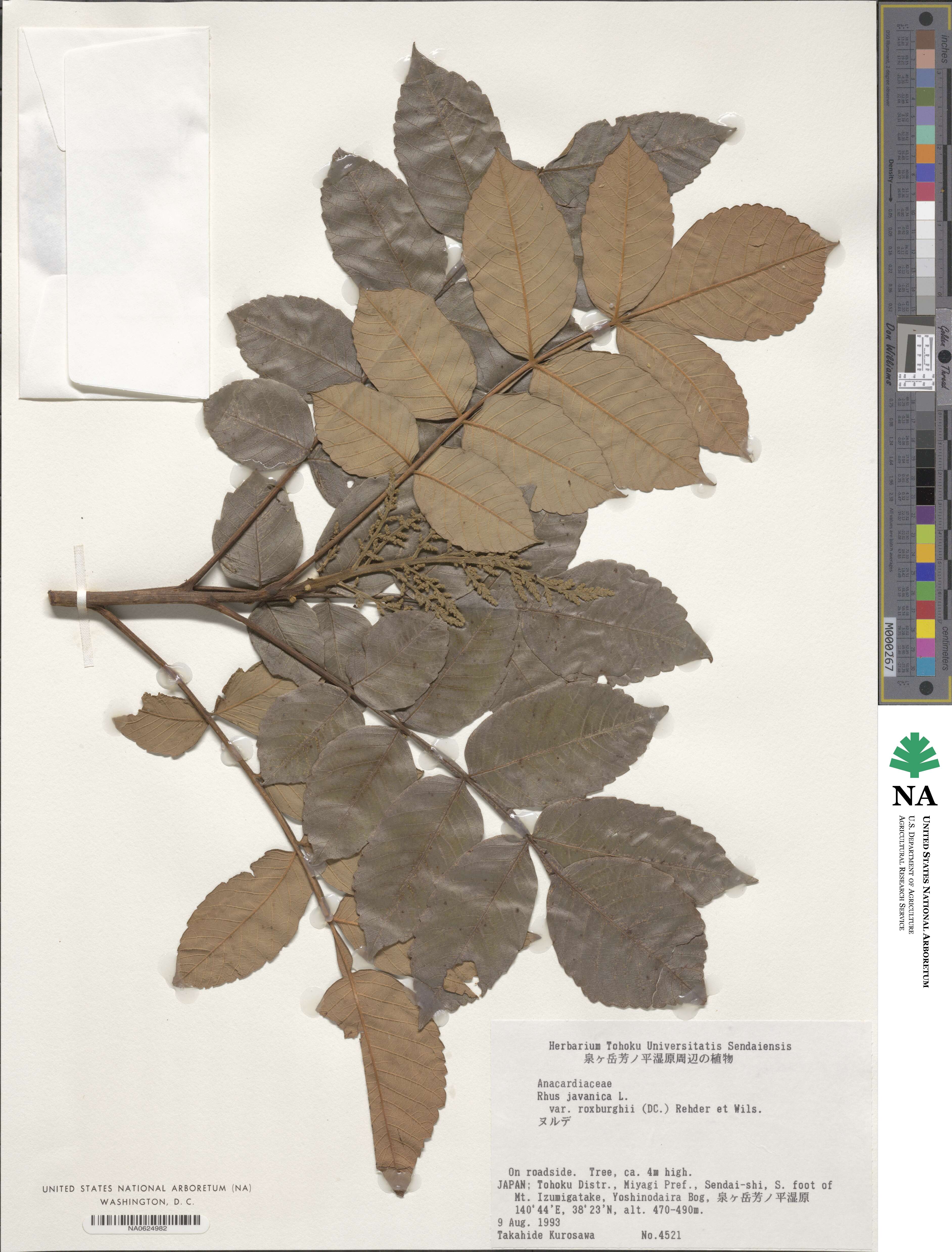 Rhus chinensis var. roxburghii image
