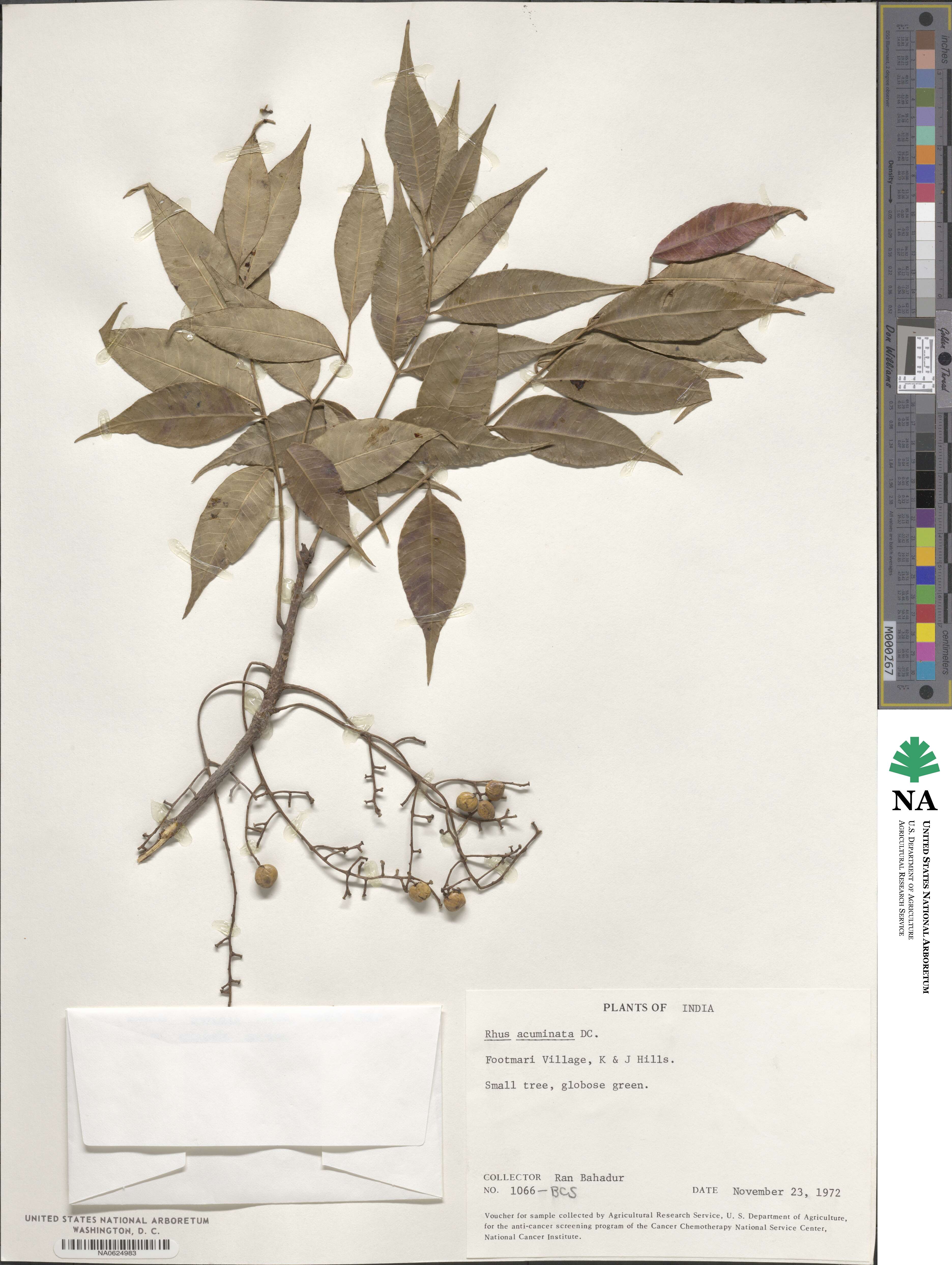 Rhus acuminata image