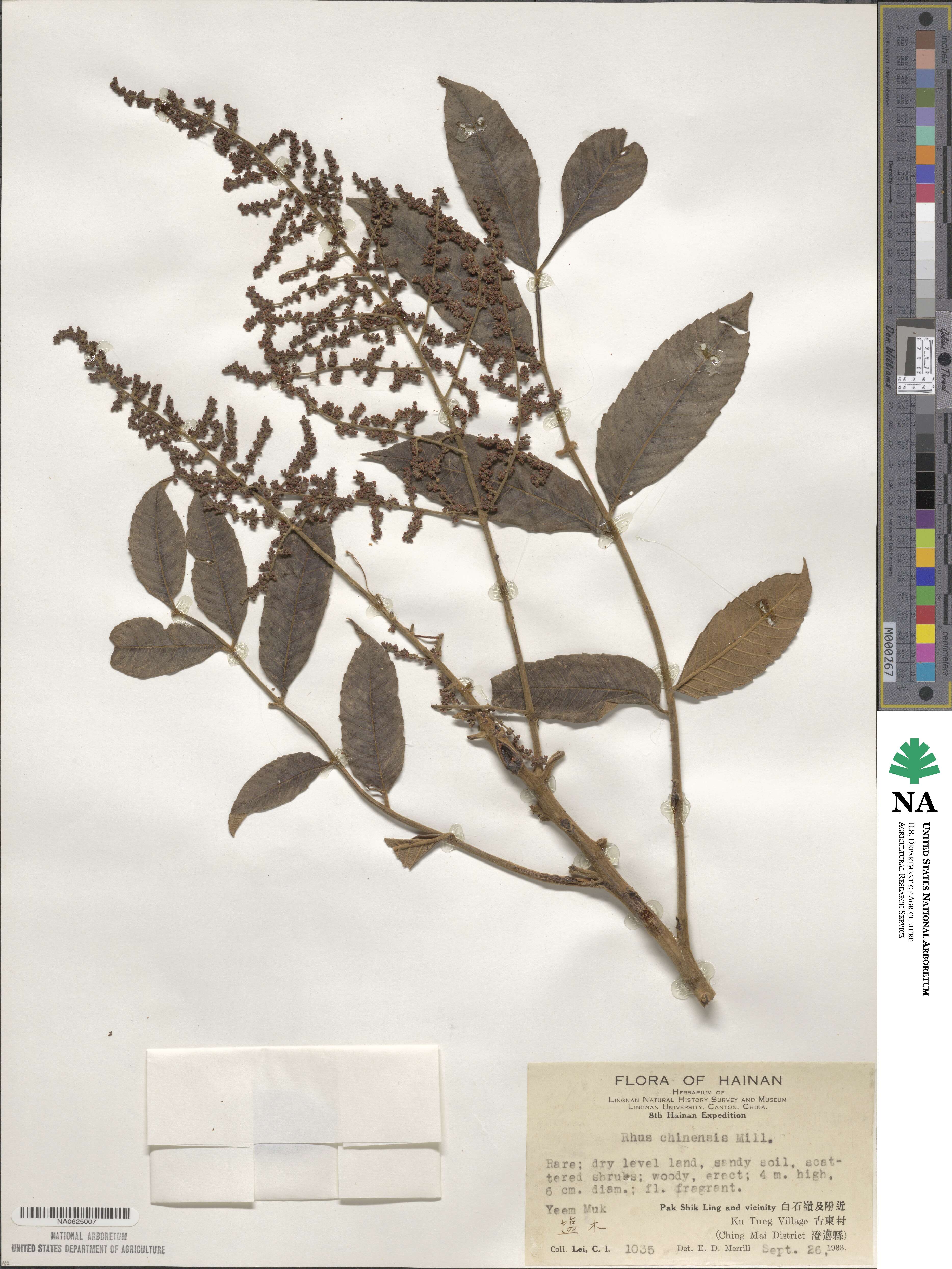 Rhus chinensis image