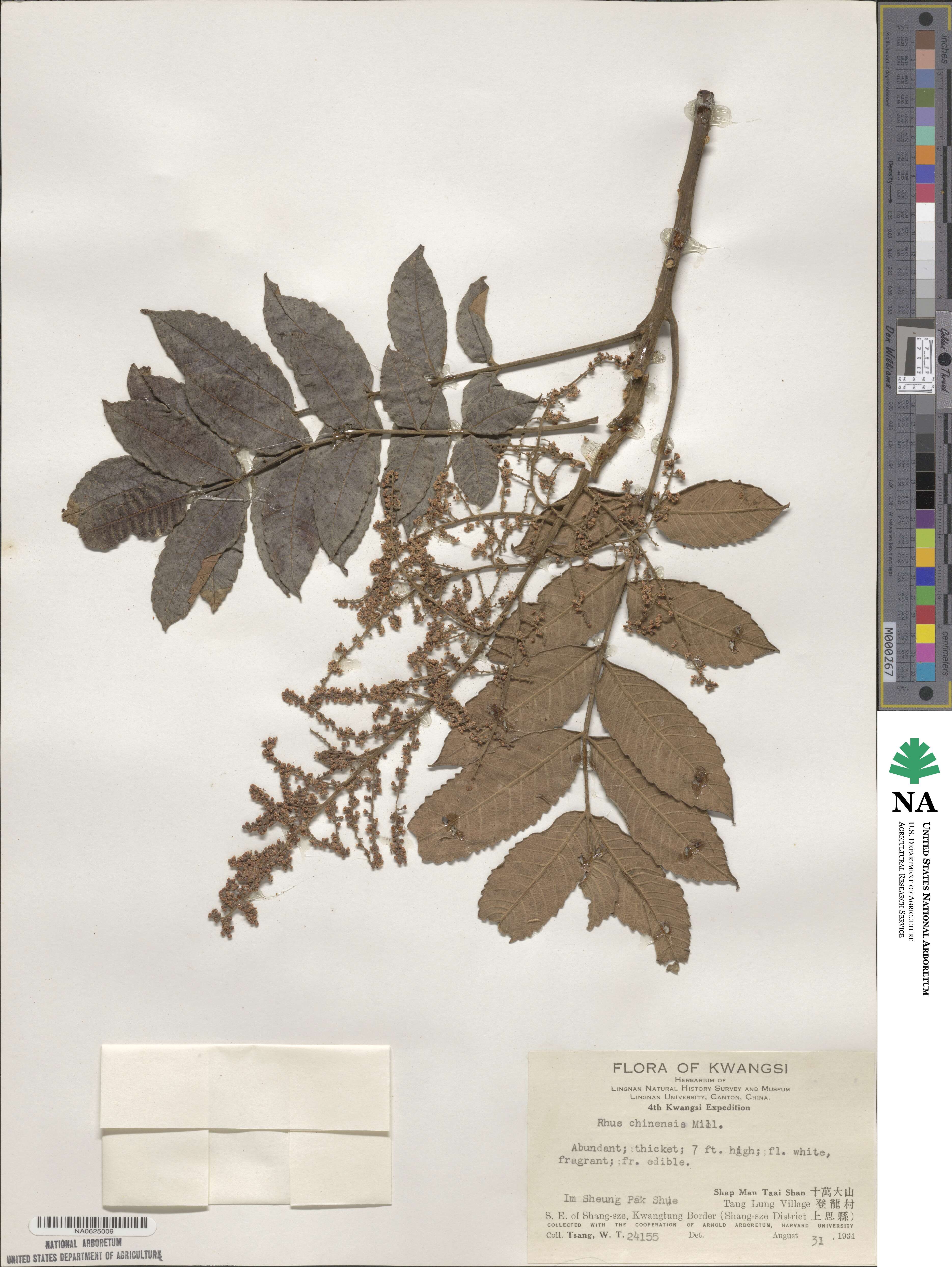 Rhus chinensis image