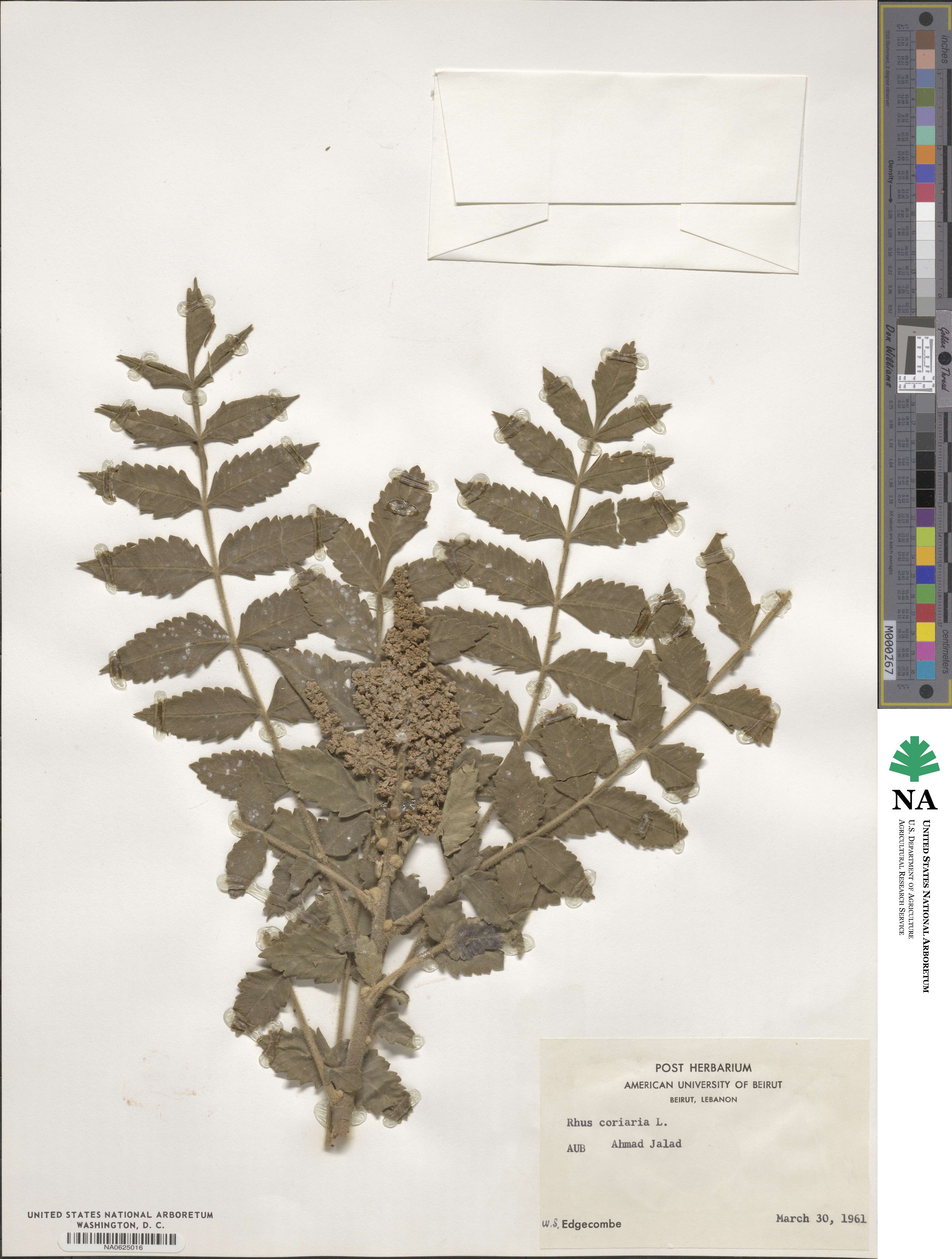 Rhus coriaria image