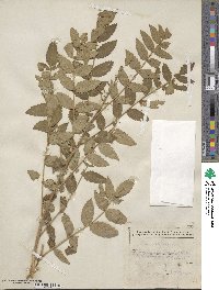 Rhus coriaria image