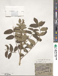 Rhus coriaria image