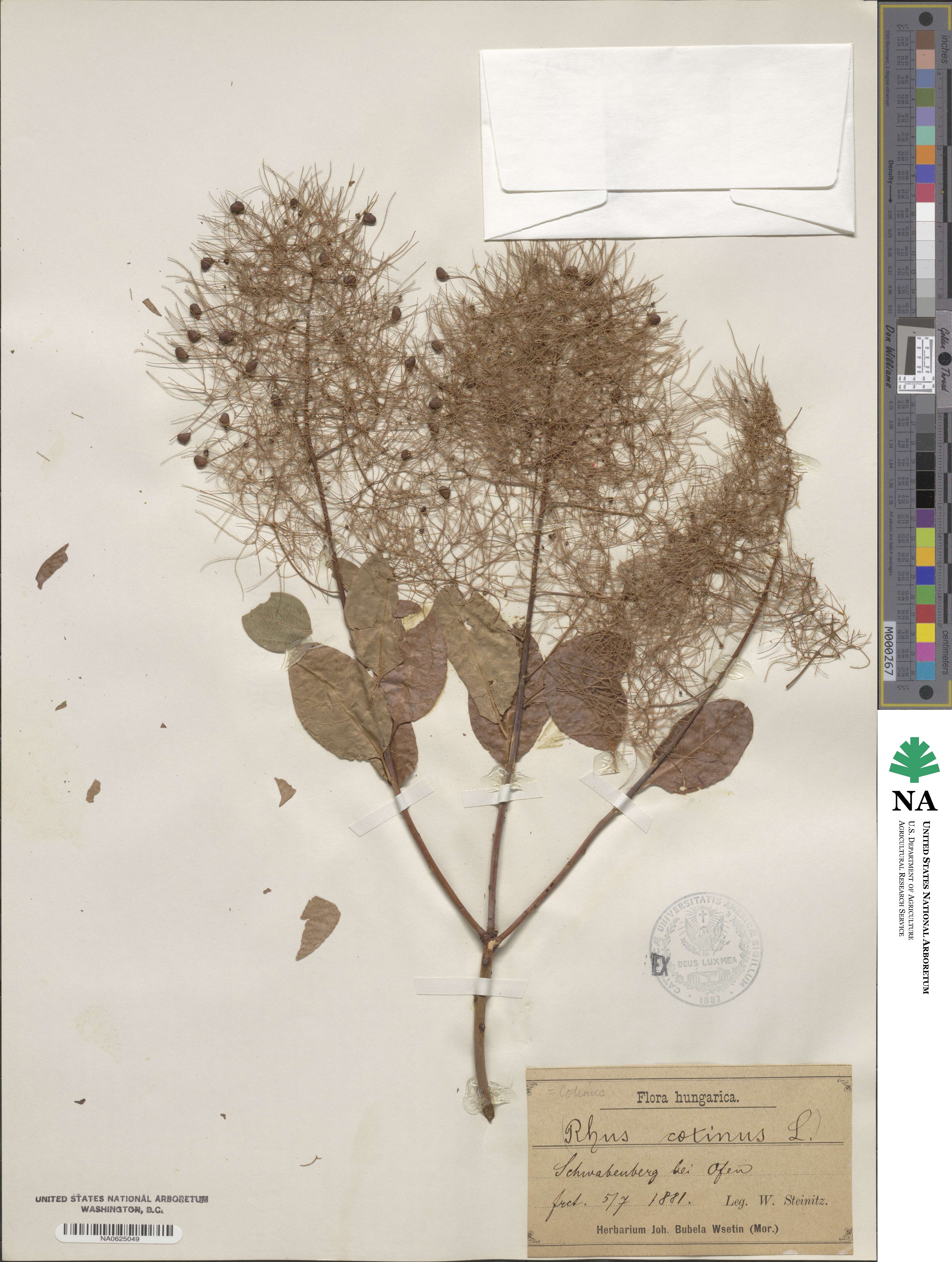 Rhus cotinus image