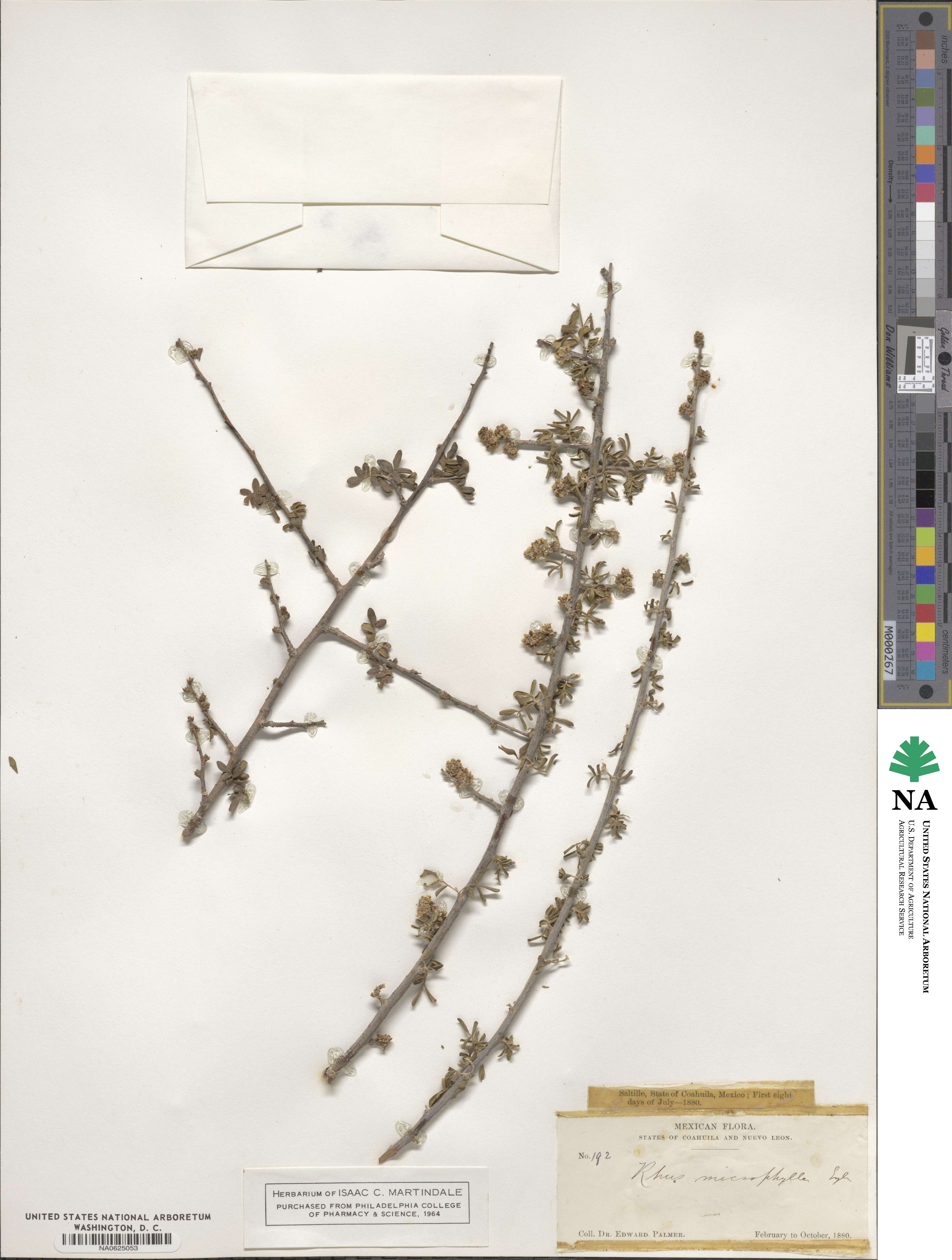 Rhus microphylla image