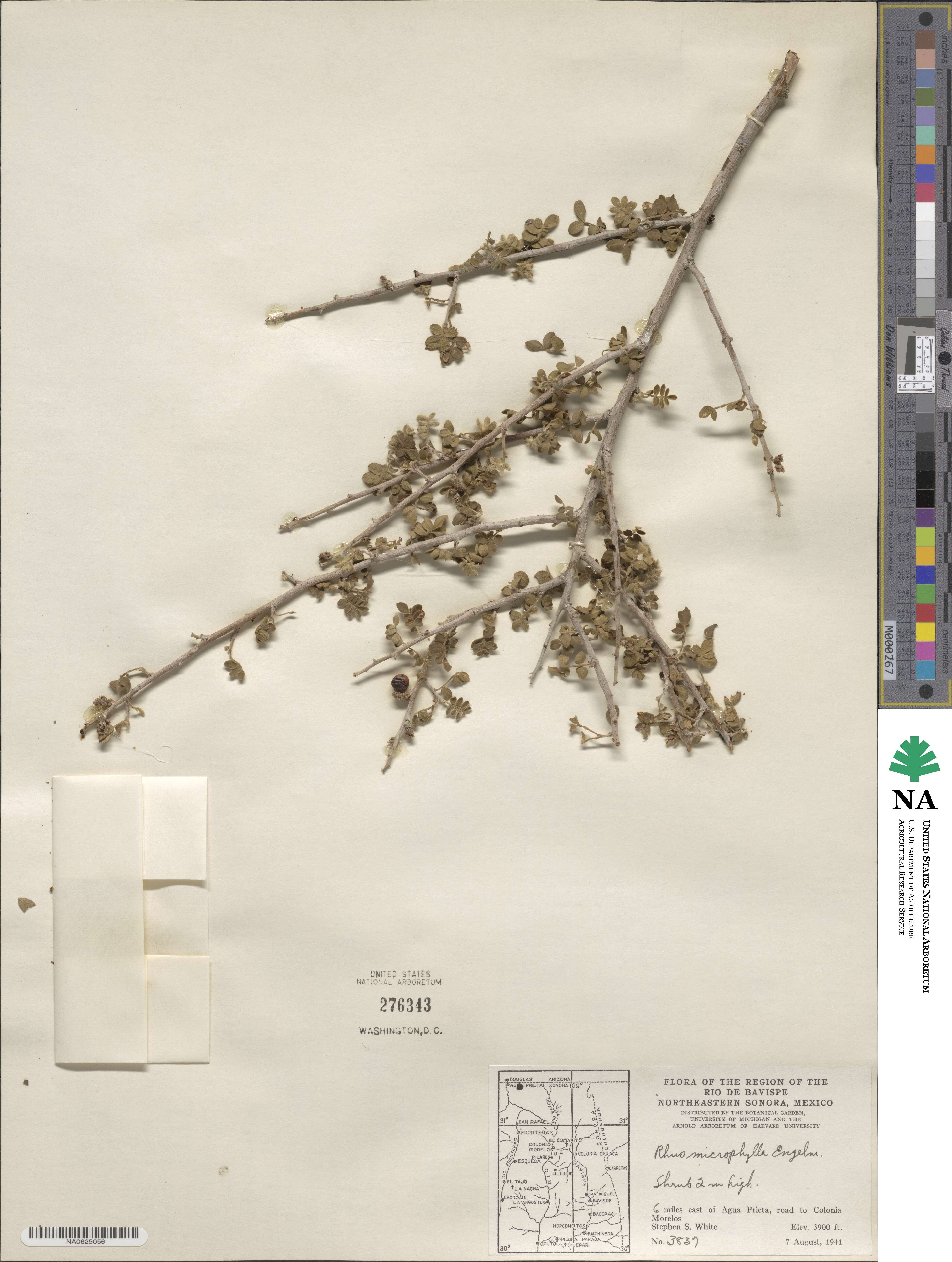 Rhus microphylla image