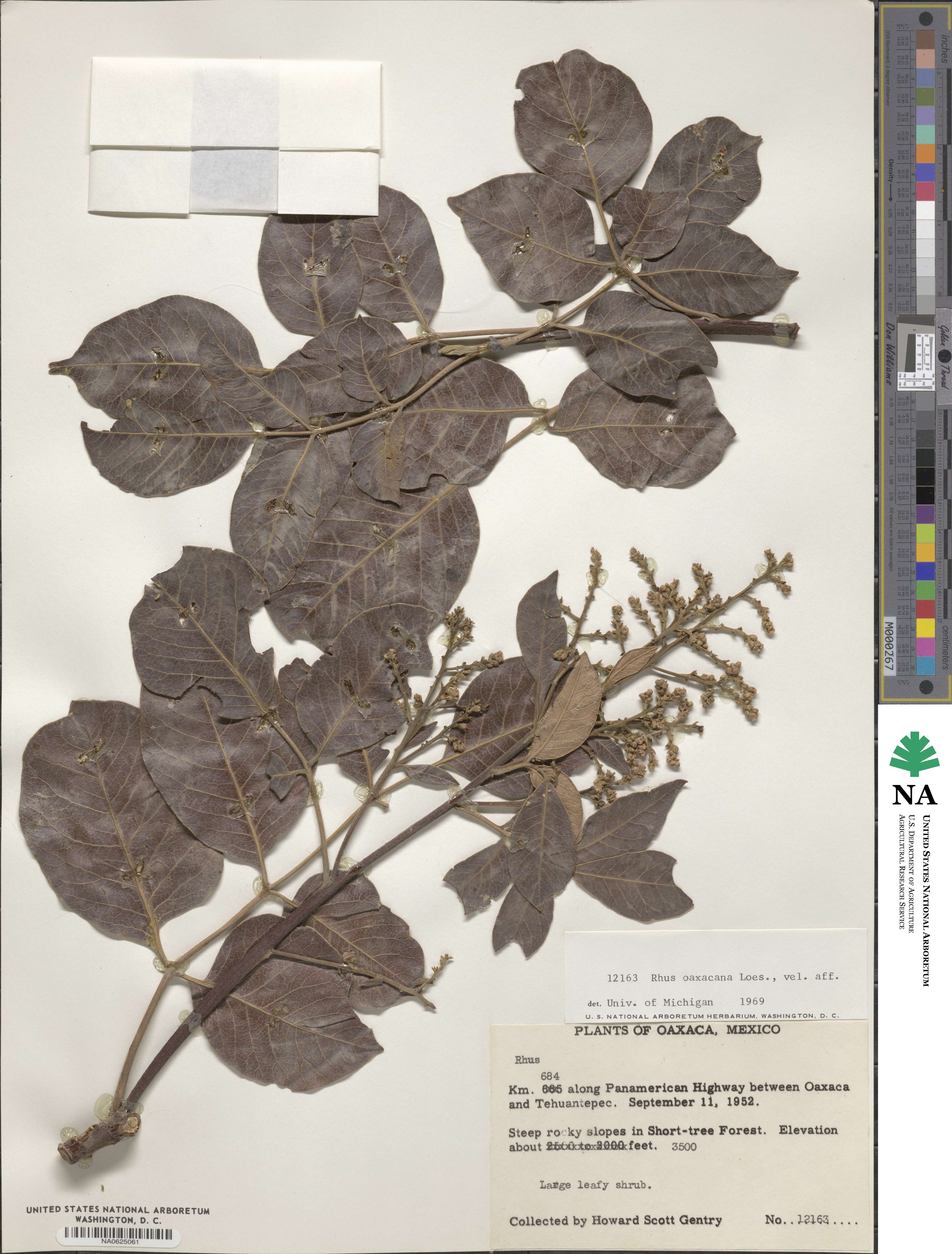 Rhus oaxacana image