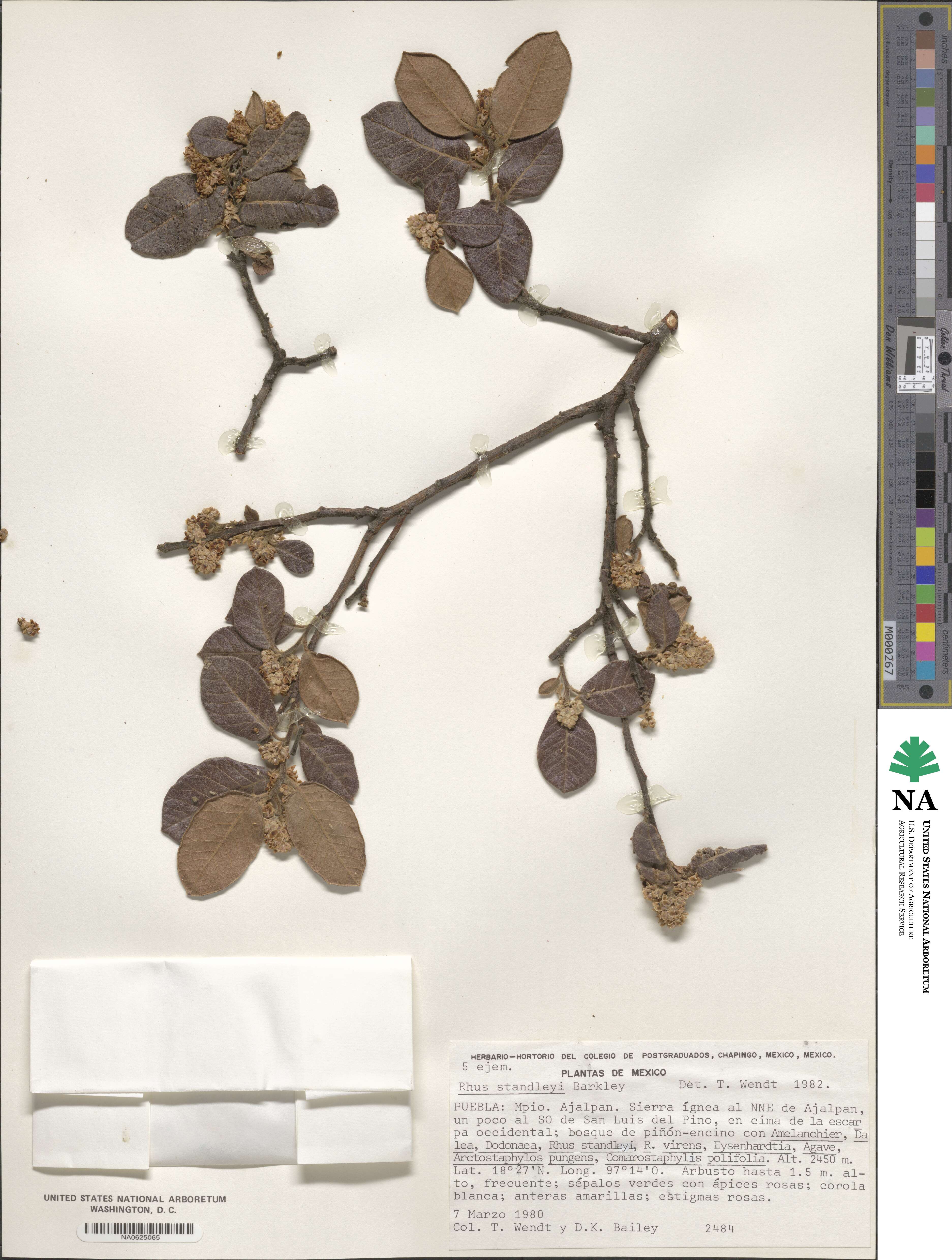 Rhus standleyi image