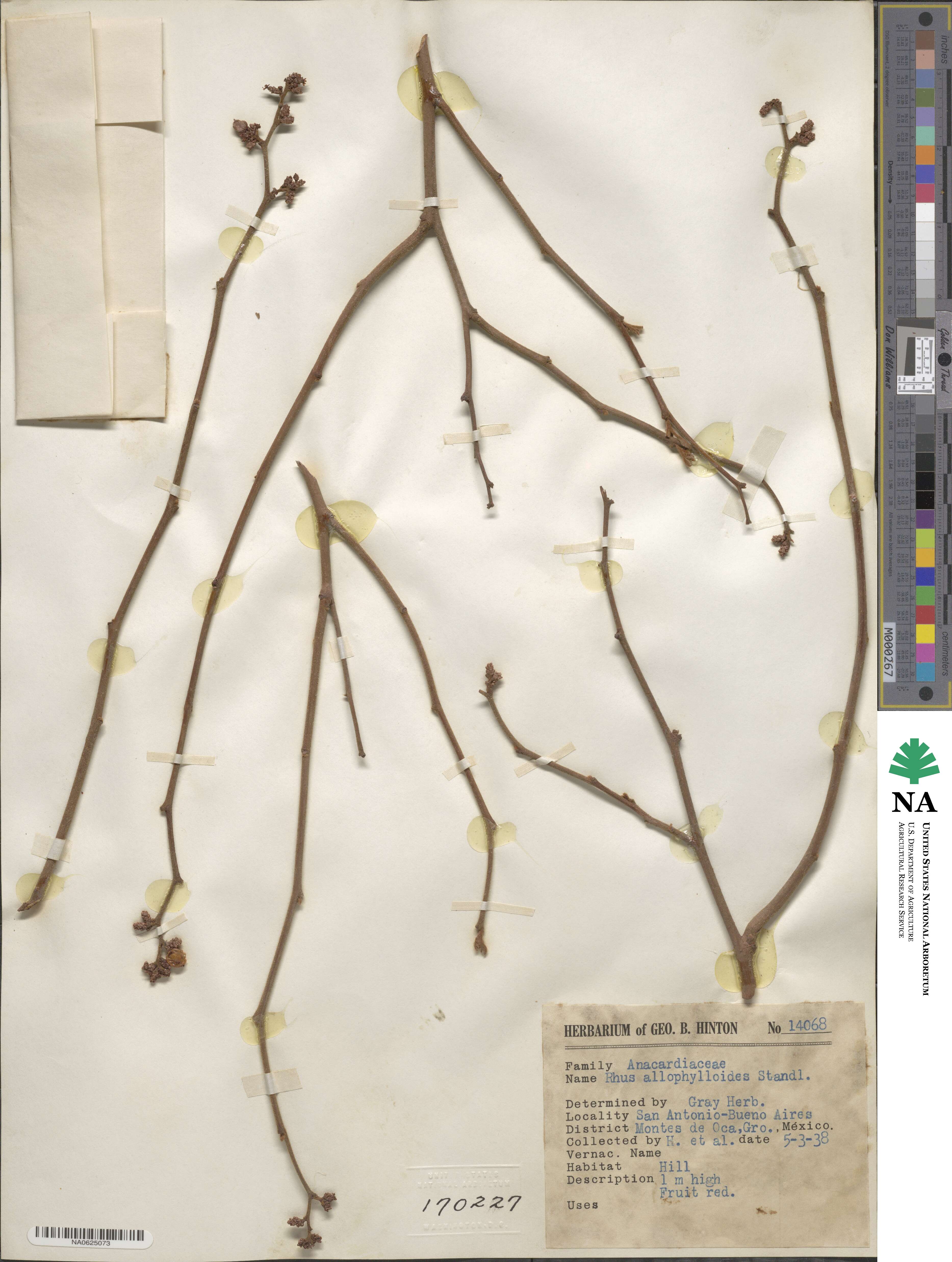 Rhus allophylloides image