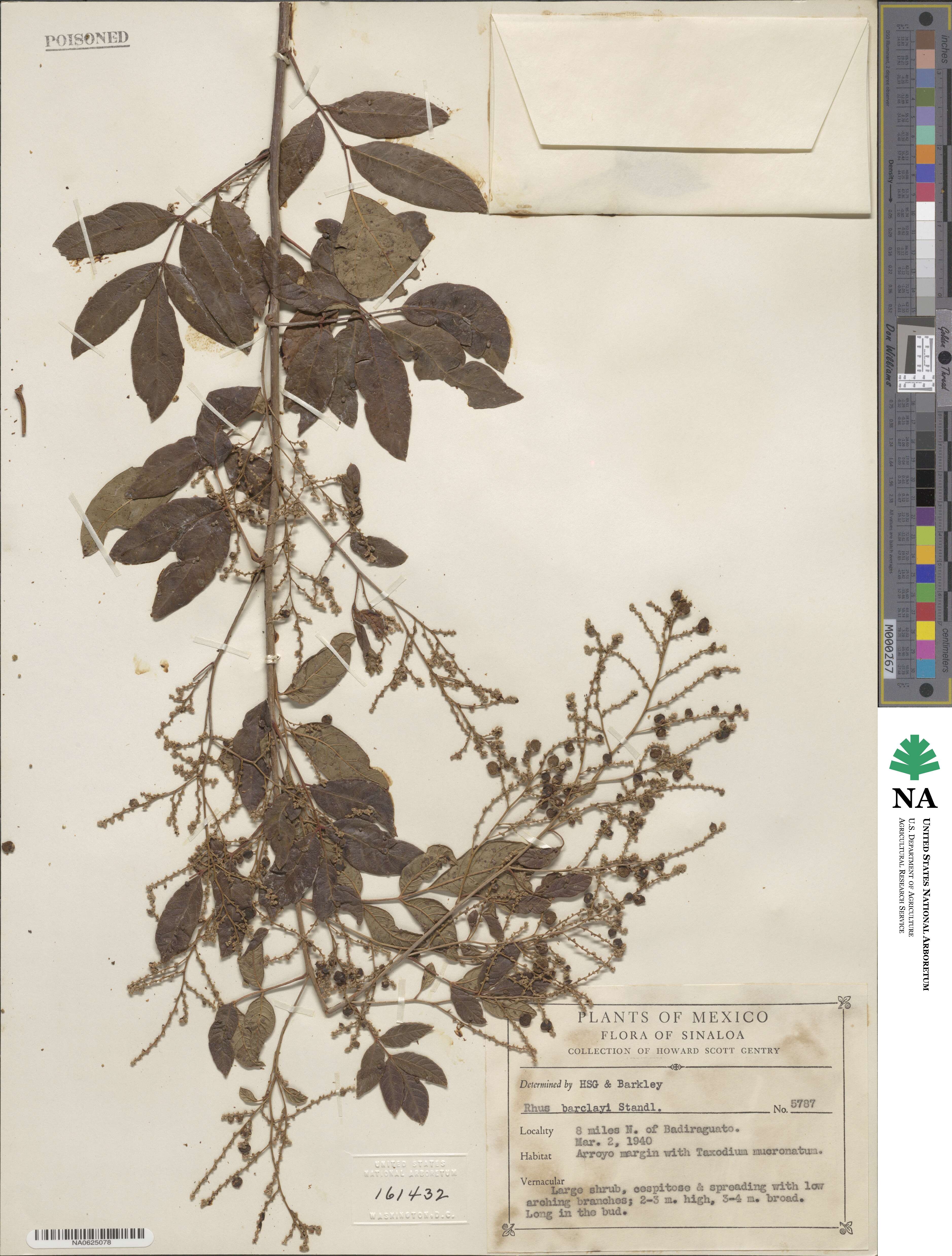 Rhus barclayi image