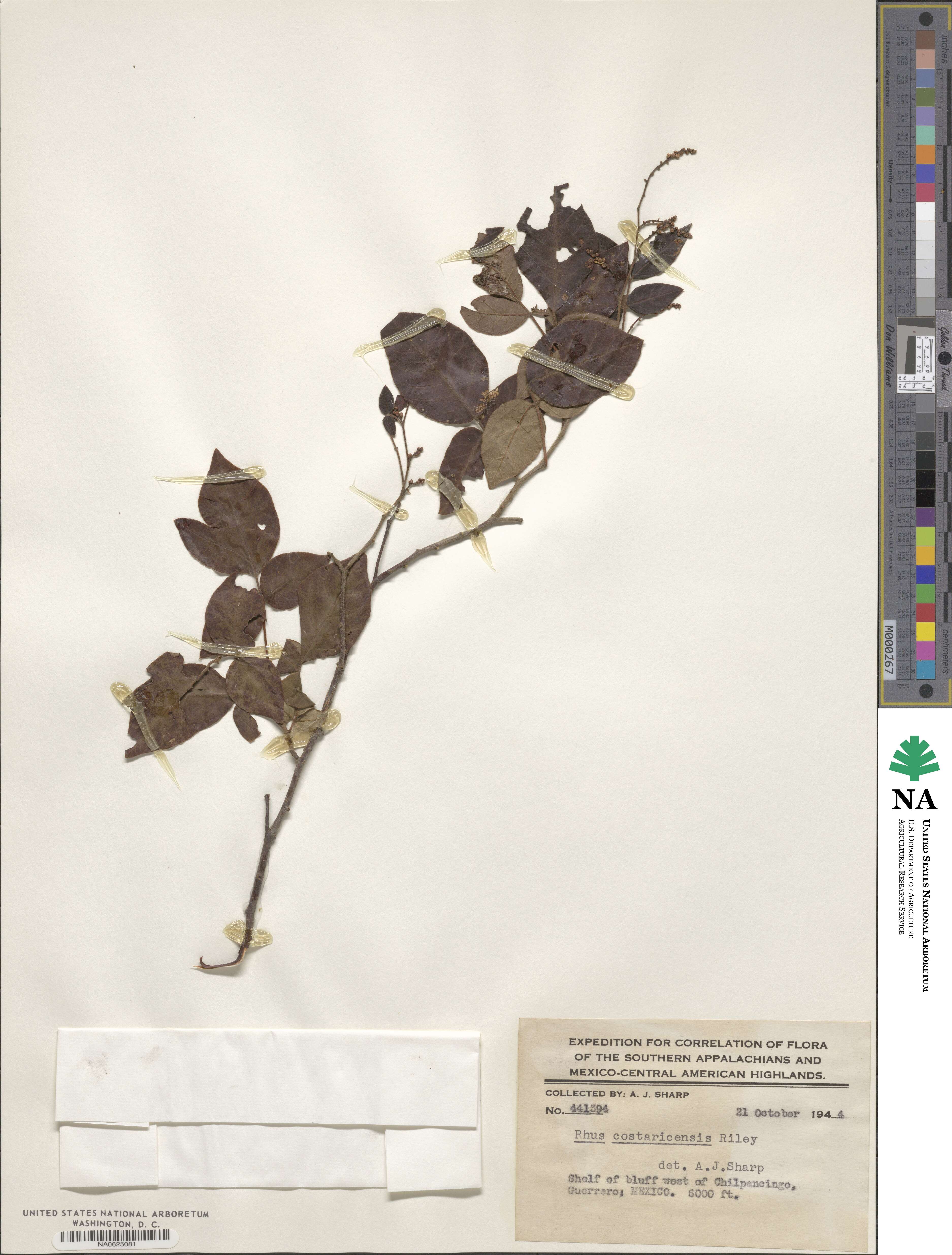 Rhus terebinthifolia image