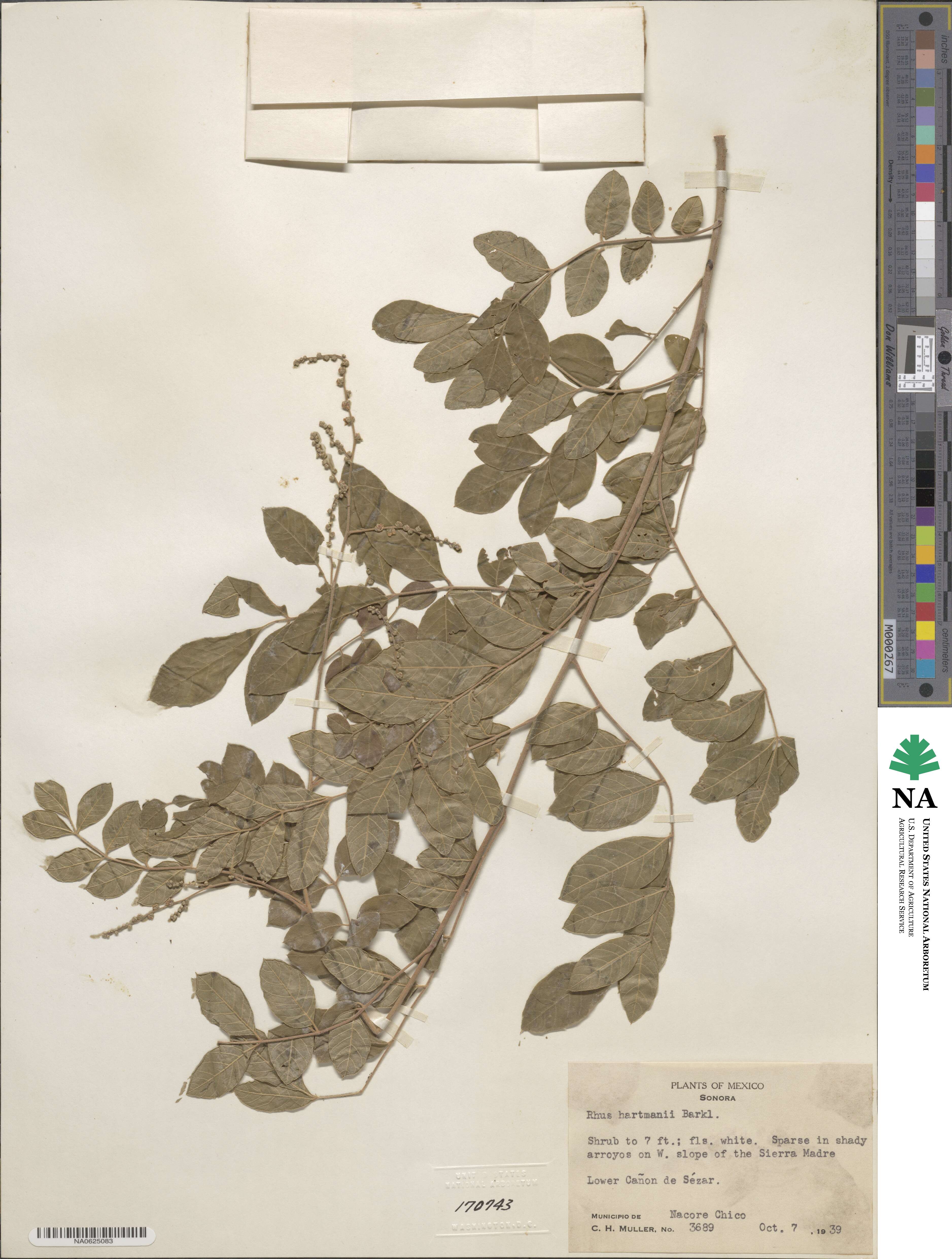 Rhus schiedeana image