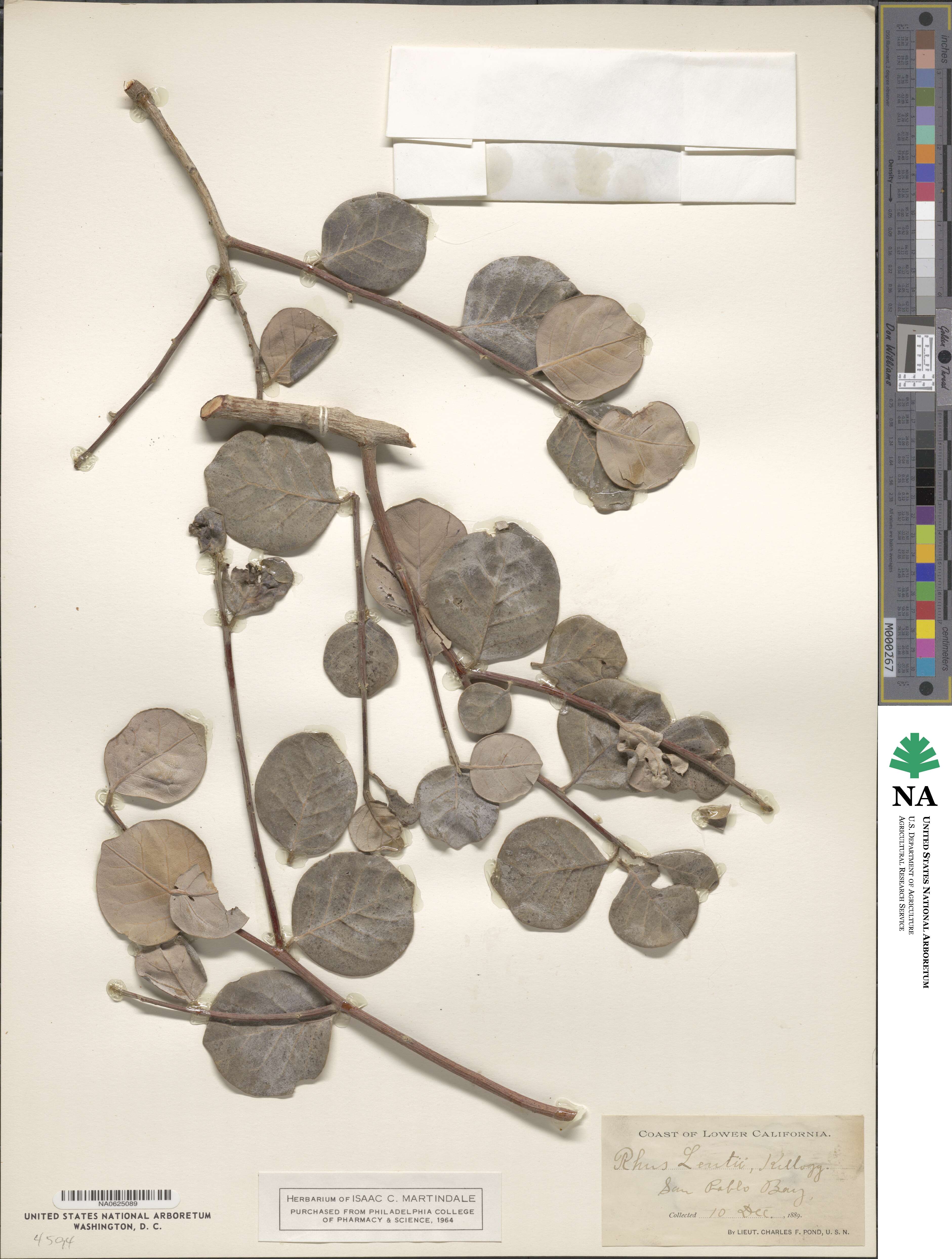 Rhus lentii image