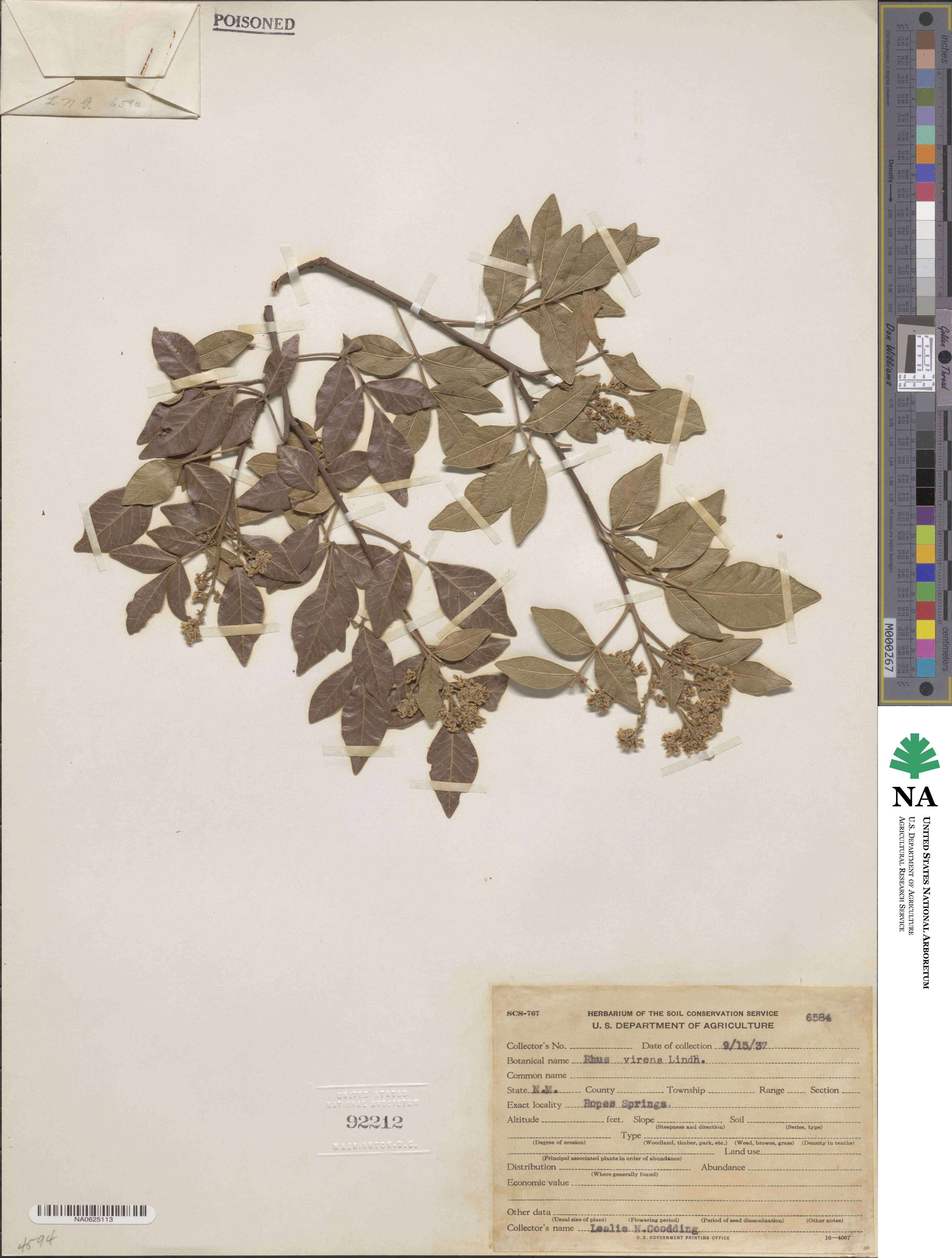 Rhus virens image