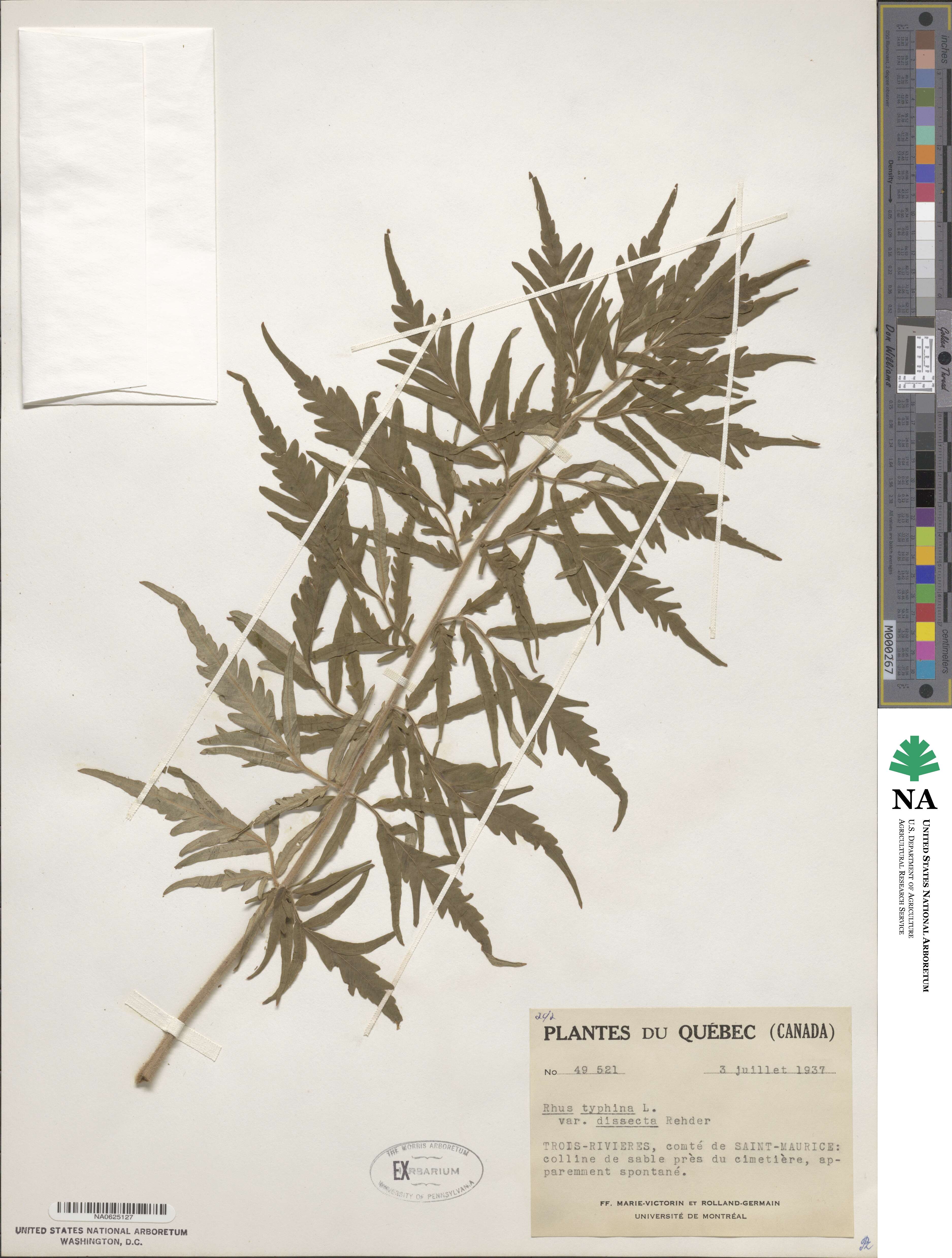Rhus typhina f. dissecta image