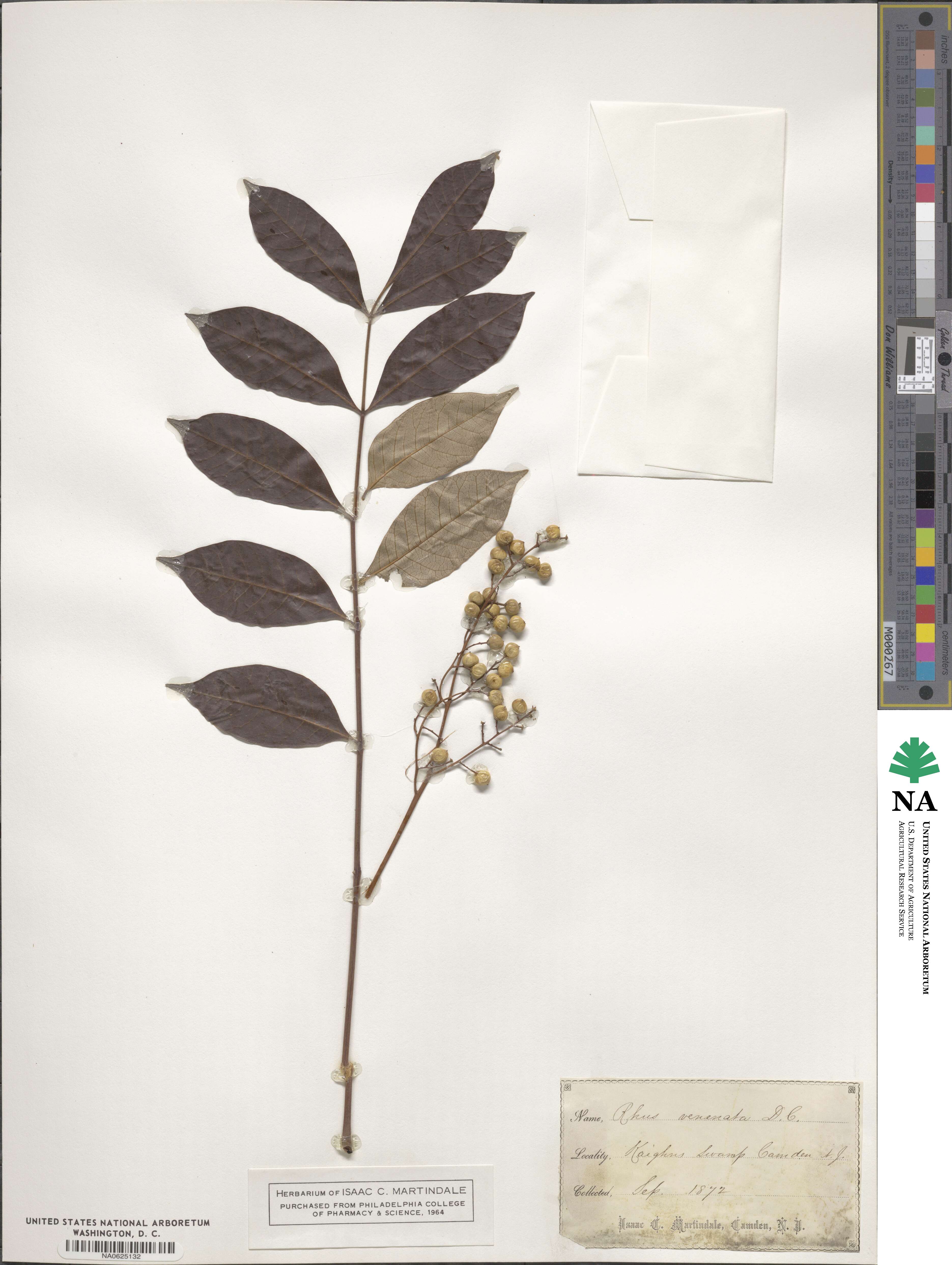 Toxicodendron vernix image